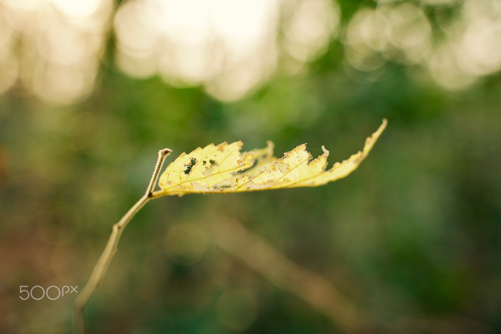 Canon EF 35mm F1.4L II USM sample photo. 逆光 photography