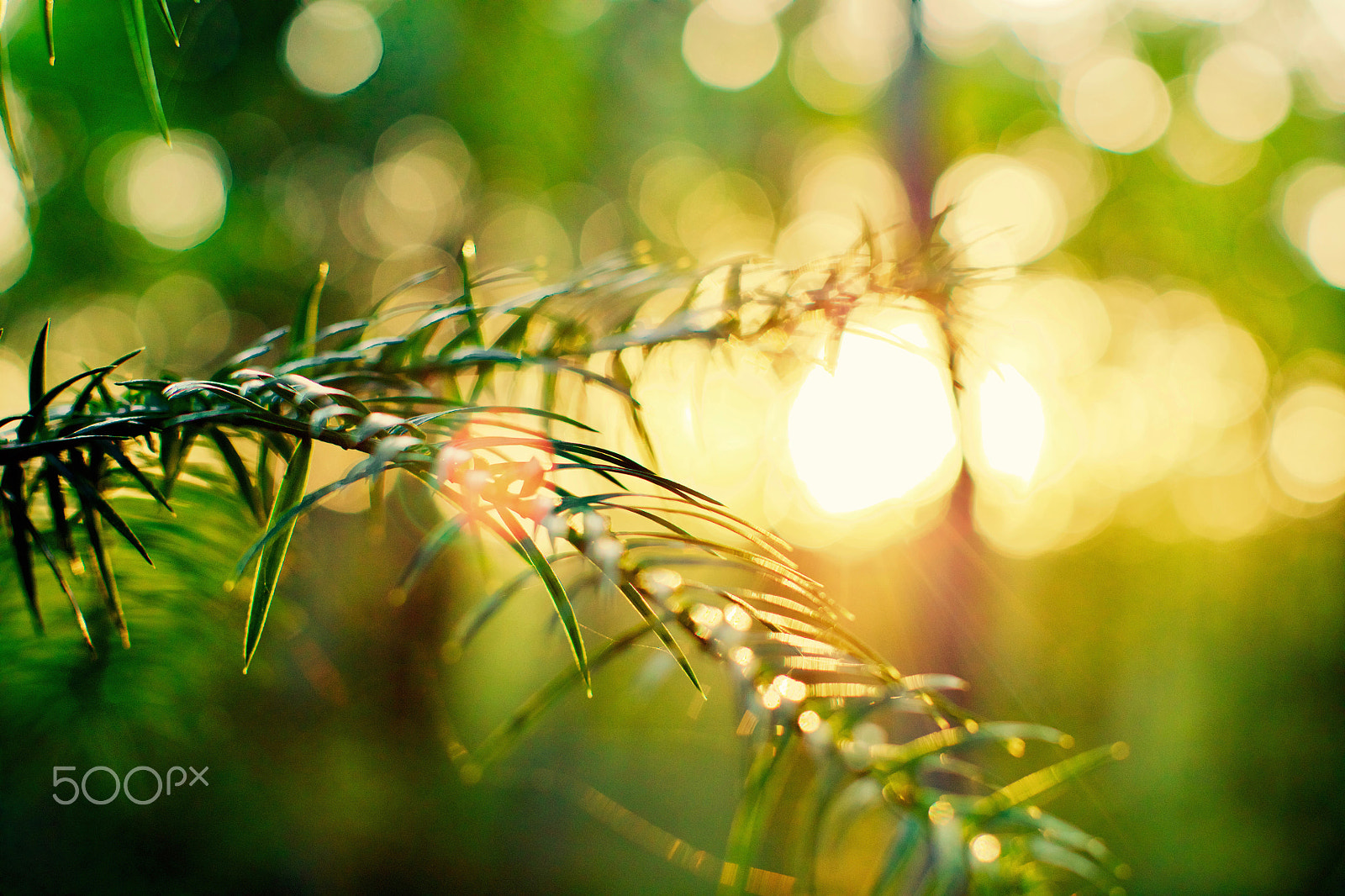 Canon EOS 5DS R + Canon EF 50mm F1.2L USM sample photo. 逆光 photography