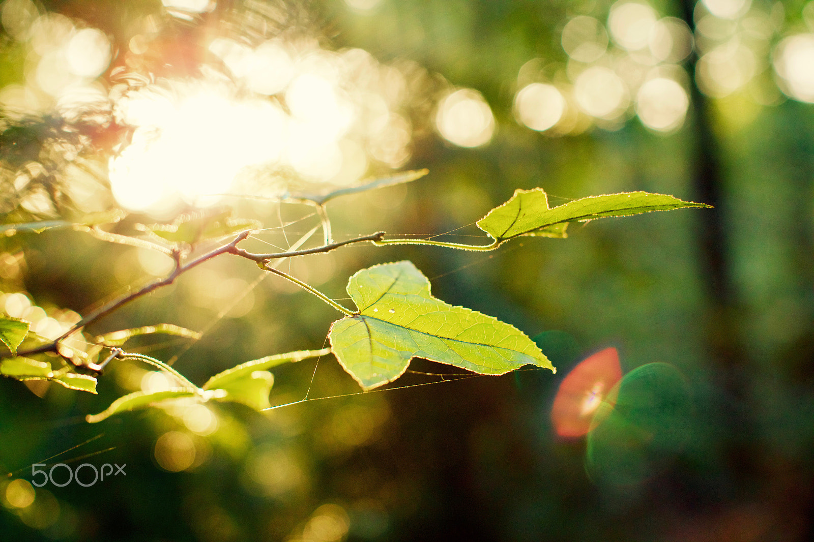 Canon EOS 5DS R + Canon EF 50mm F1.2L USM sample photo. 逆光 photography