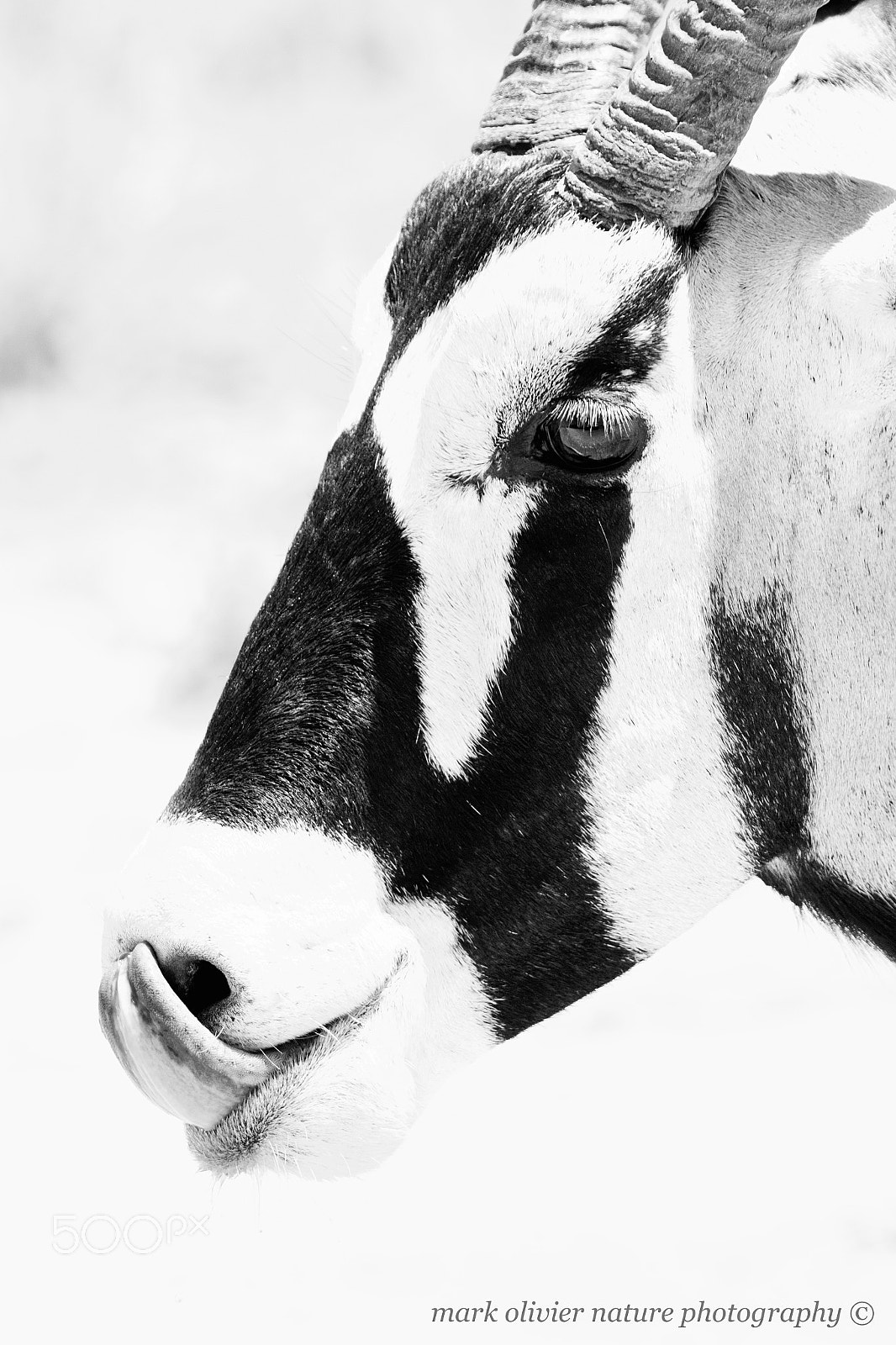 Canon EF 70-200mm F2.8L IS II USM sample photo. Gemsbok photography