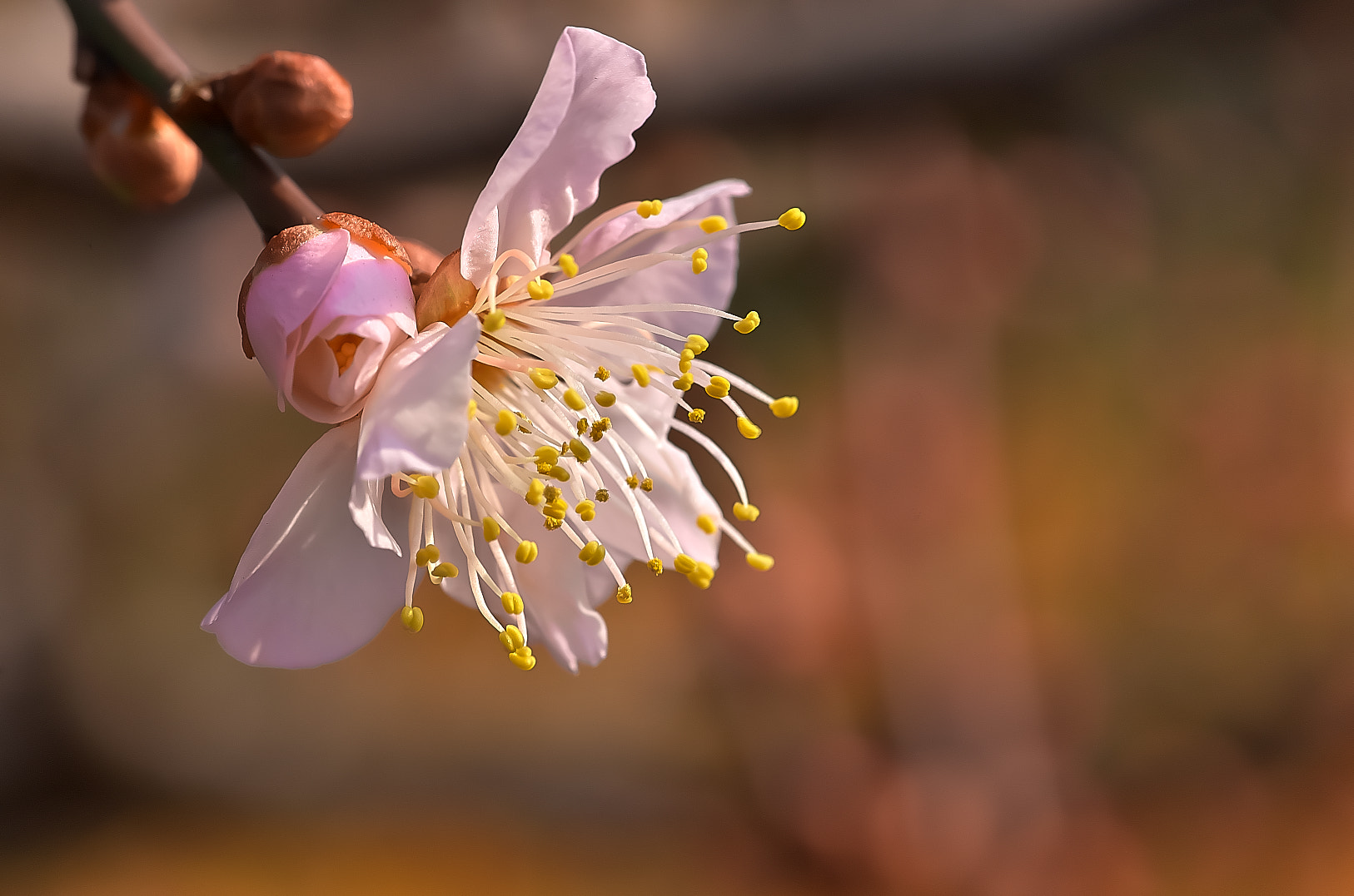 Pentax smc D-FA 100mm F2.8 Macro WR sample photo. Plum photography