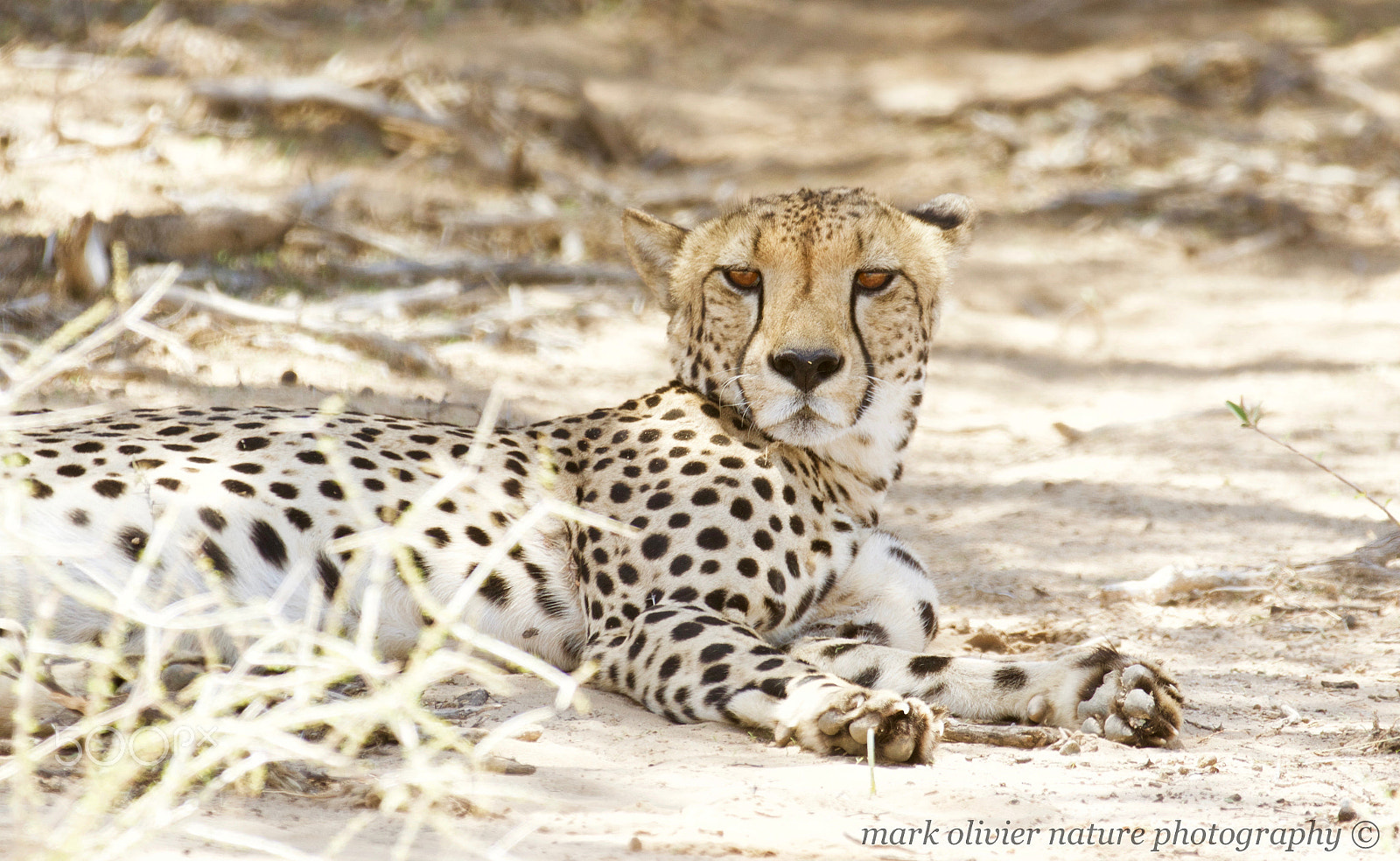 Canon EF 70-200mm F2.8L IS II USM sample photo. Cheetah photography