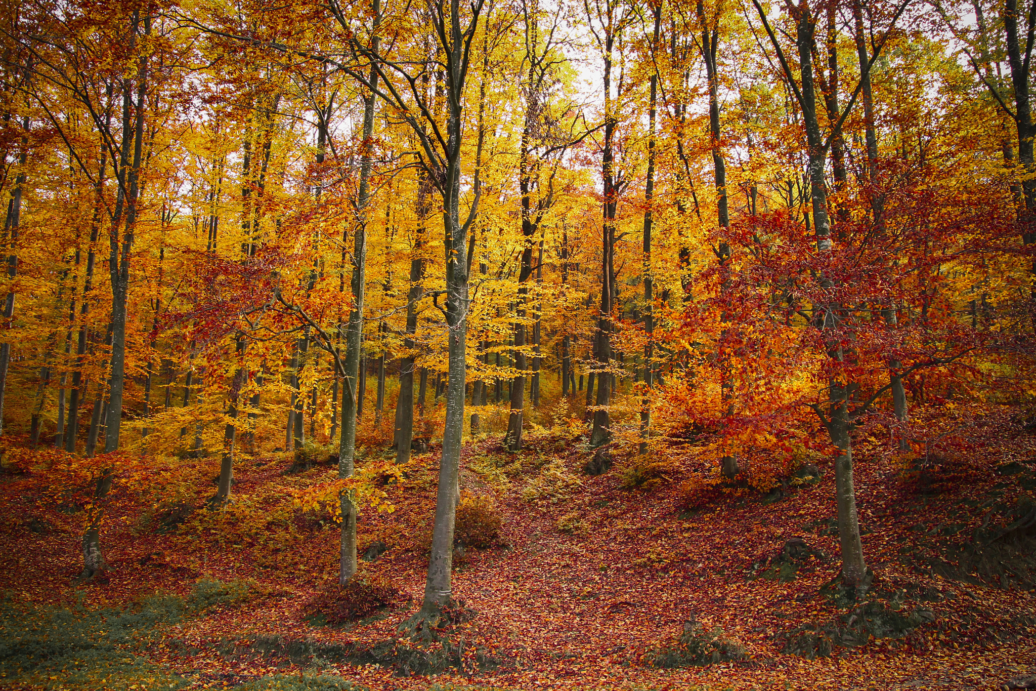 Tamron SP AF 17-50mm F2.8 XR Di II LD Aspherical (IF) sample photo. Red autumn in the forest photography