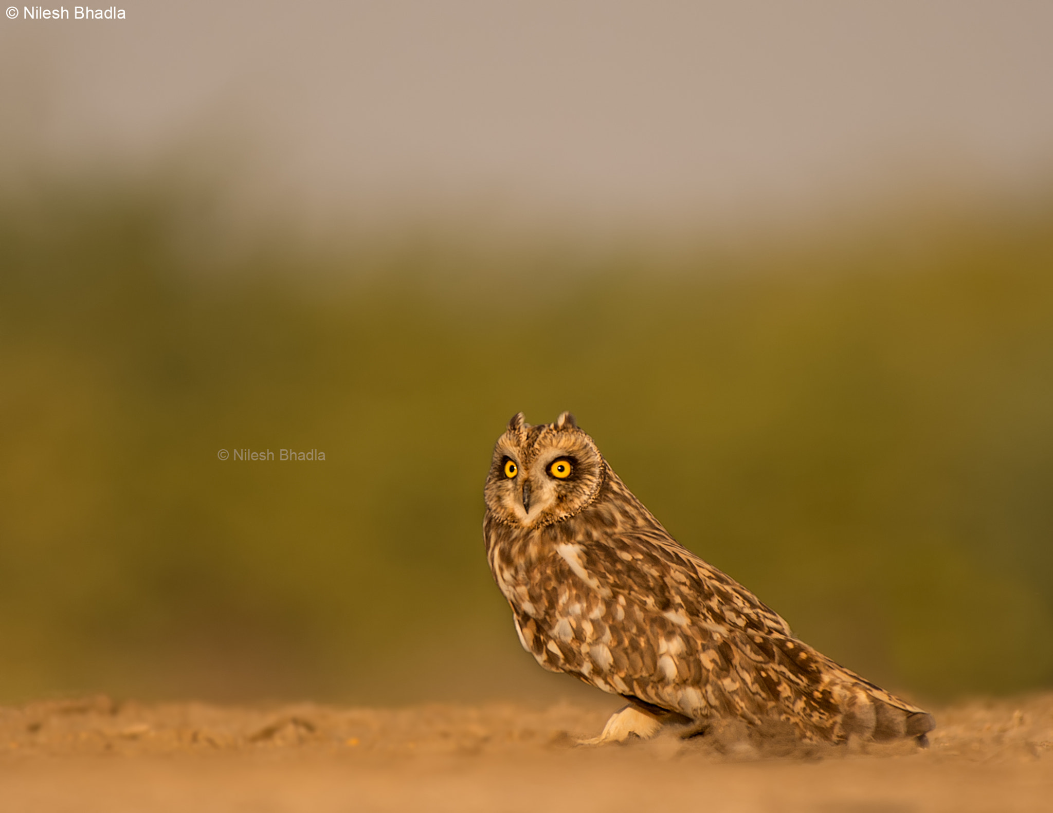 Nikon D4S sample photo. The ghost in golden light - short-eared owl photography