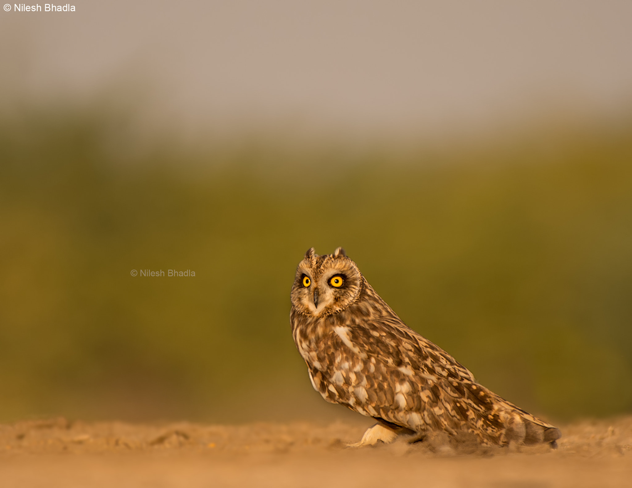 Nikon AF-S Nikkor 200-500mm F5.6E ED VR sample photo. The ghost in golden light - short-eared owl photography