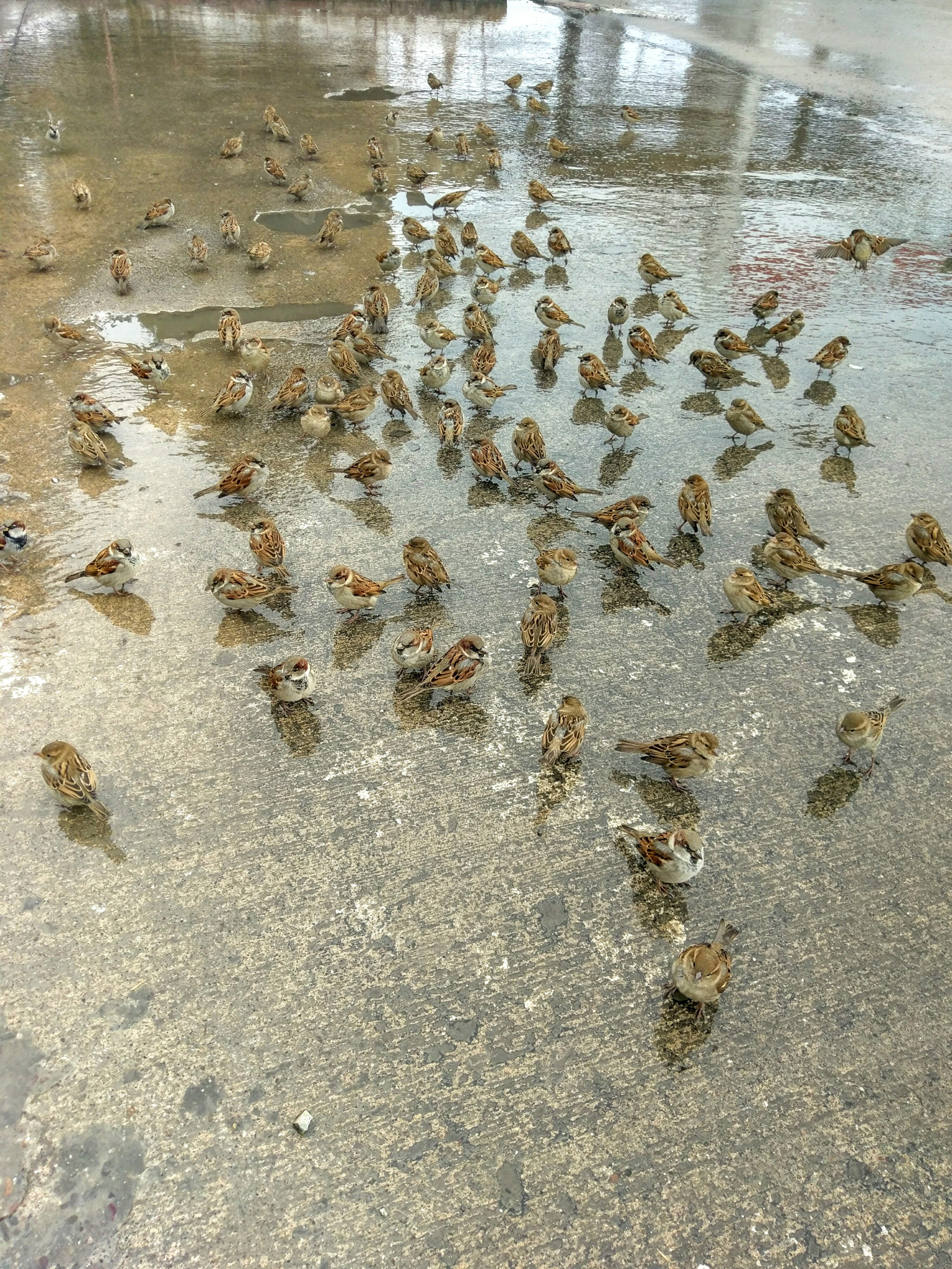 HTC M10 sample photo. Cold and hungry... photography