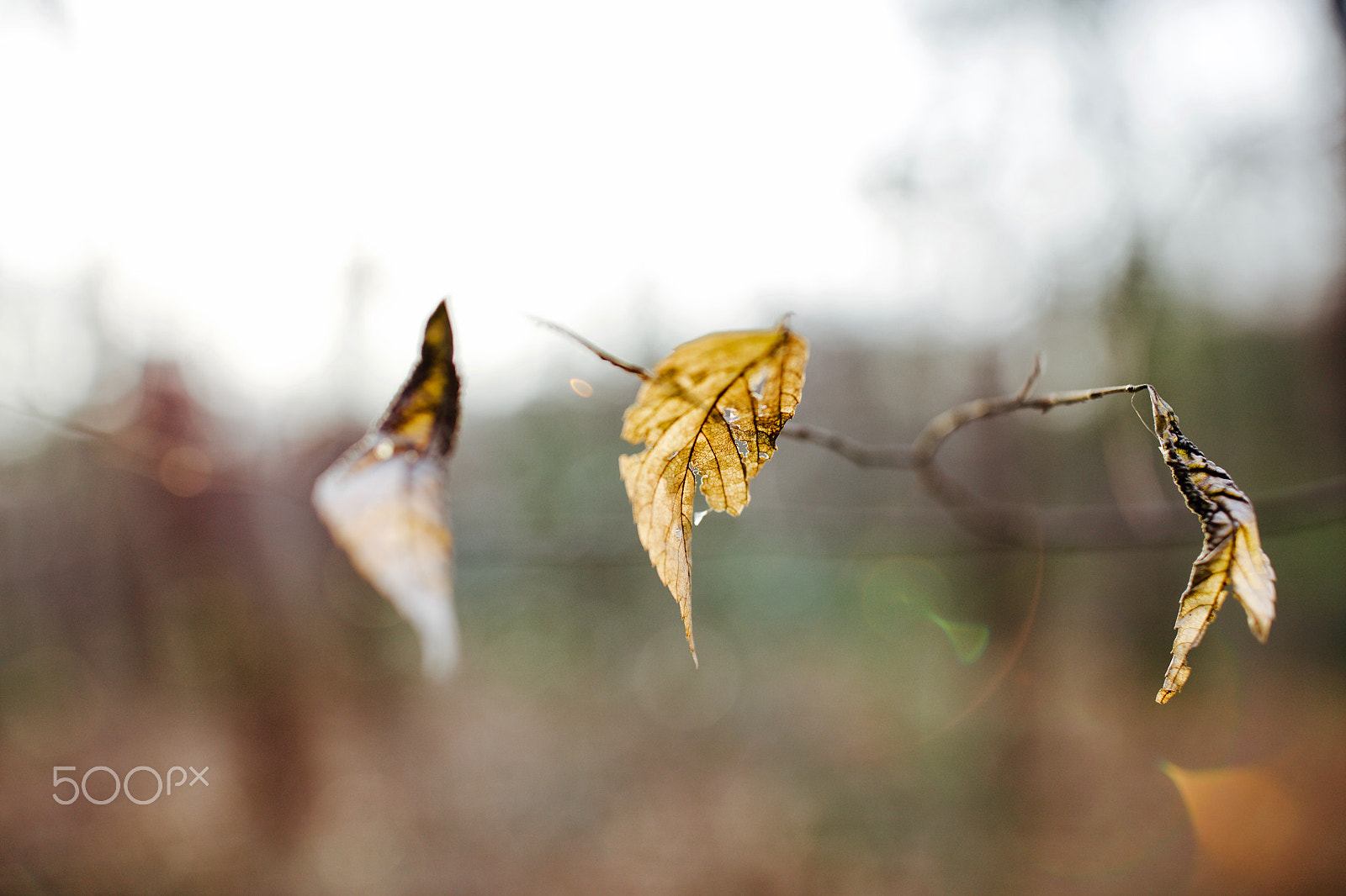 Canon EF 35mm F1.4L II USM sample photo. 逆光 photography
