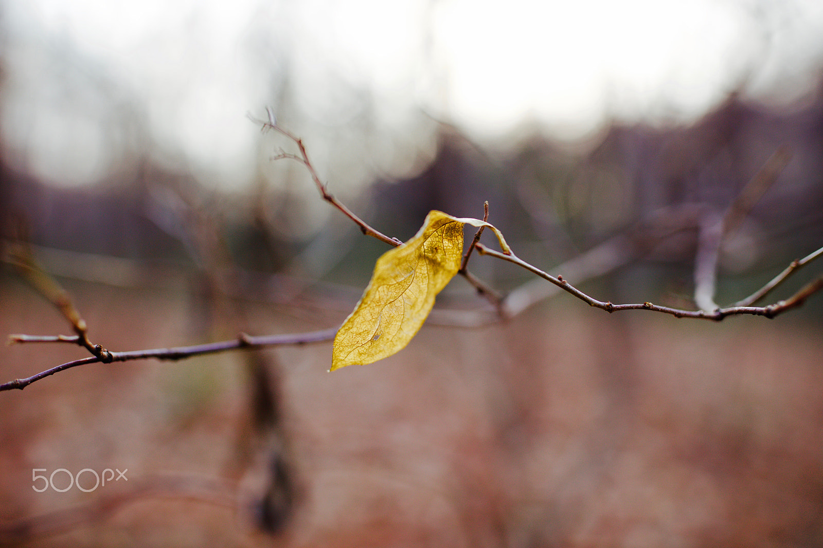 Canon EF 35mm F1.4L II USM sample photo. 逆光 photography