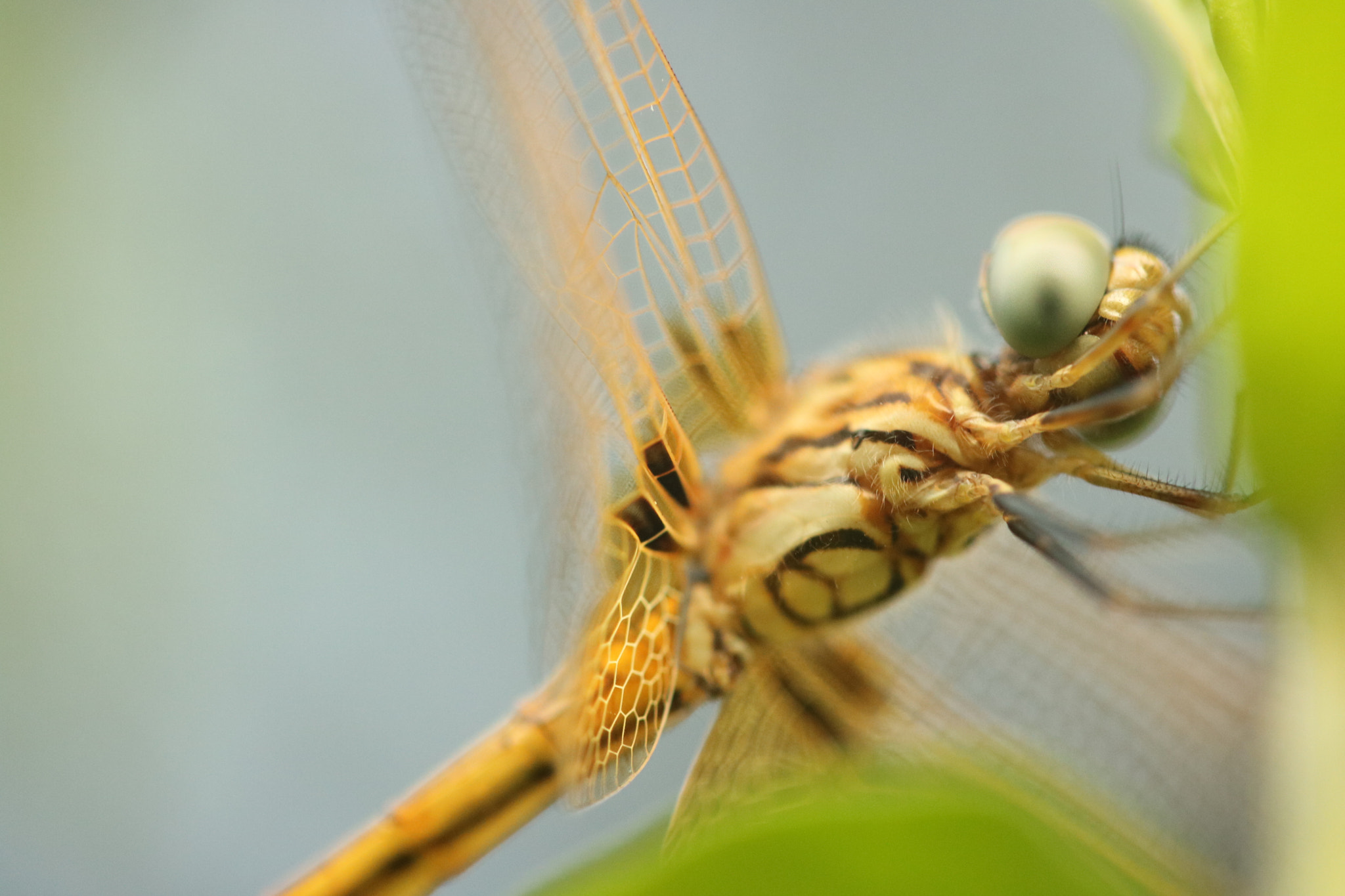 Canon EF-S 60mm F2.8 Macro USM sample photo. Macro photography
