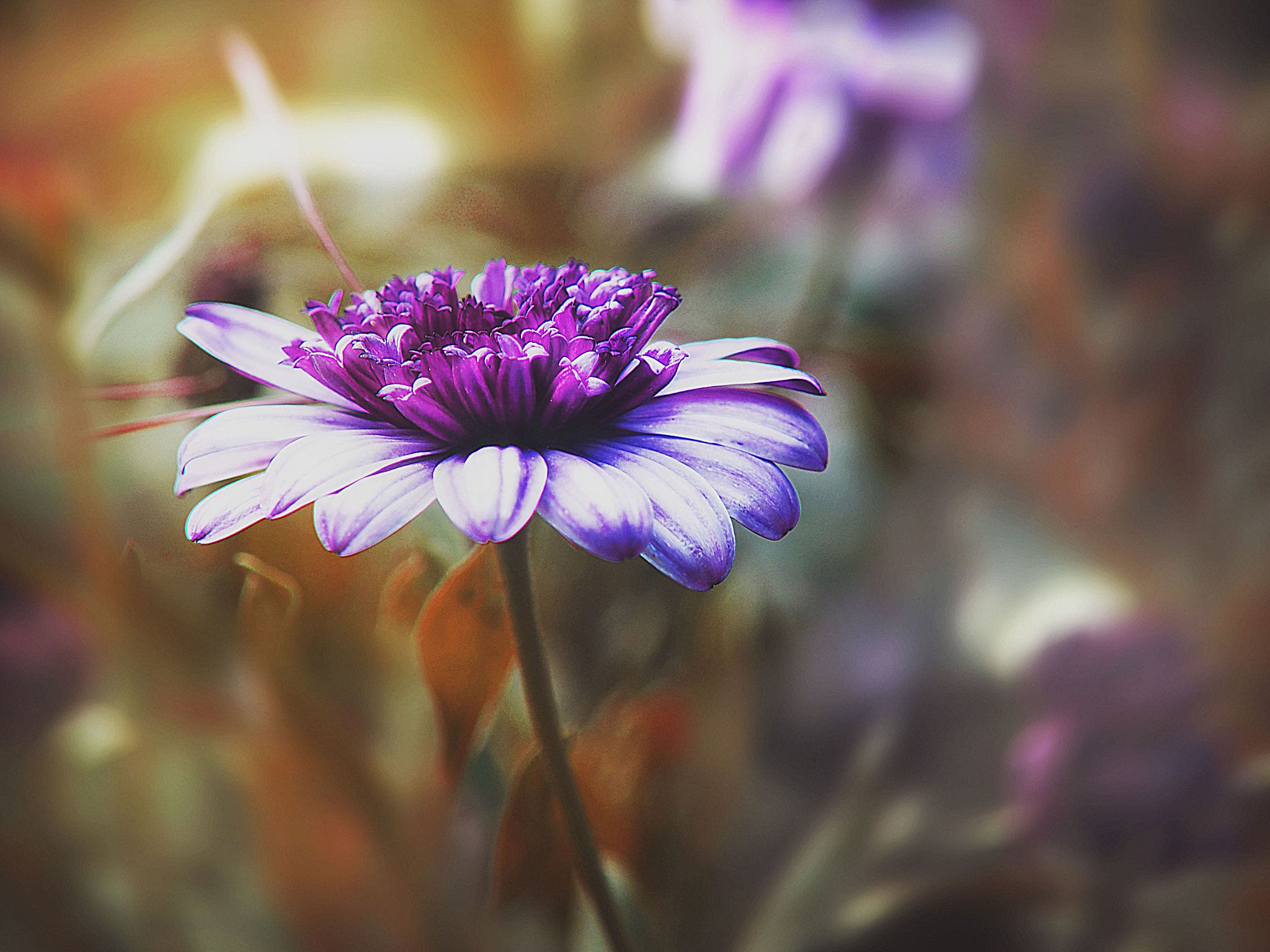 Olympus PEN E-PL5 sample photo. Summer flower from the garden photography