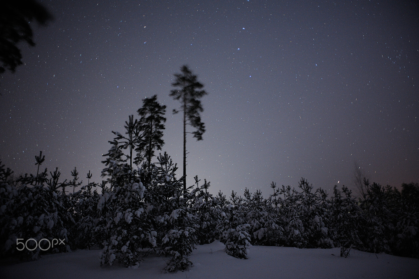 Nikon D700 sample photo. Winter fairytale photography