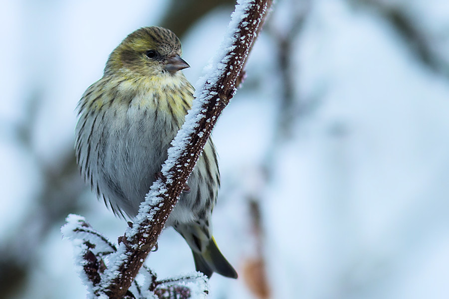 Canon EOS 6D + Canon EF 300mm F4L IS USM sample photo. Zeisig im winter photography
