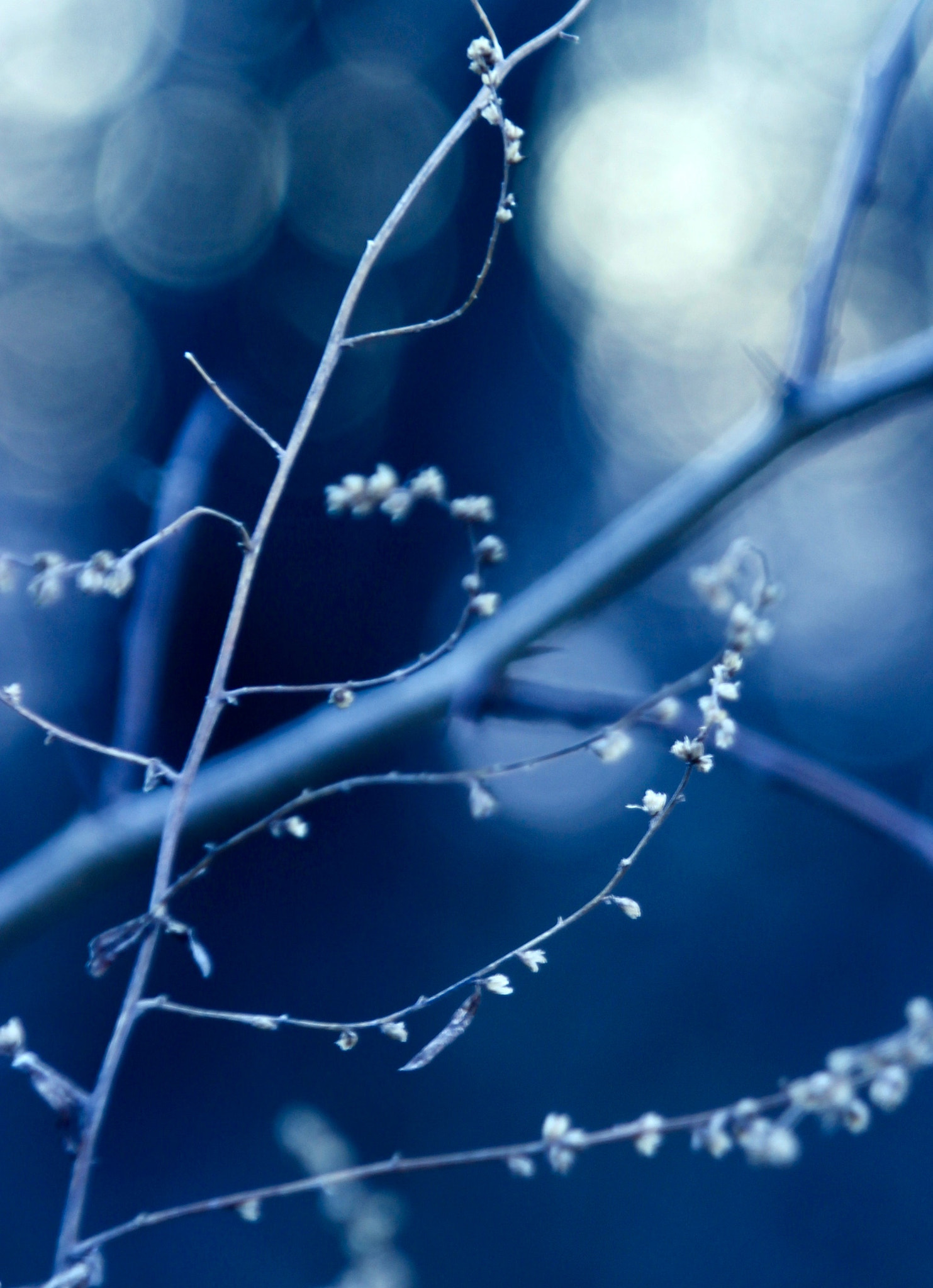 Canon EOS 600D (Rebel EOS T3i / EOS Kiss X5) sample photo. Winter flower photography