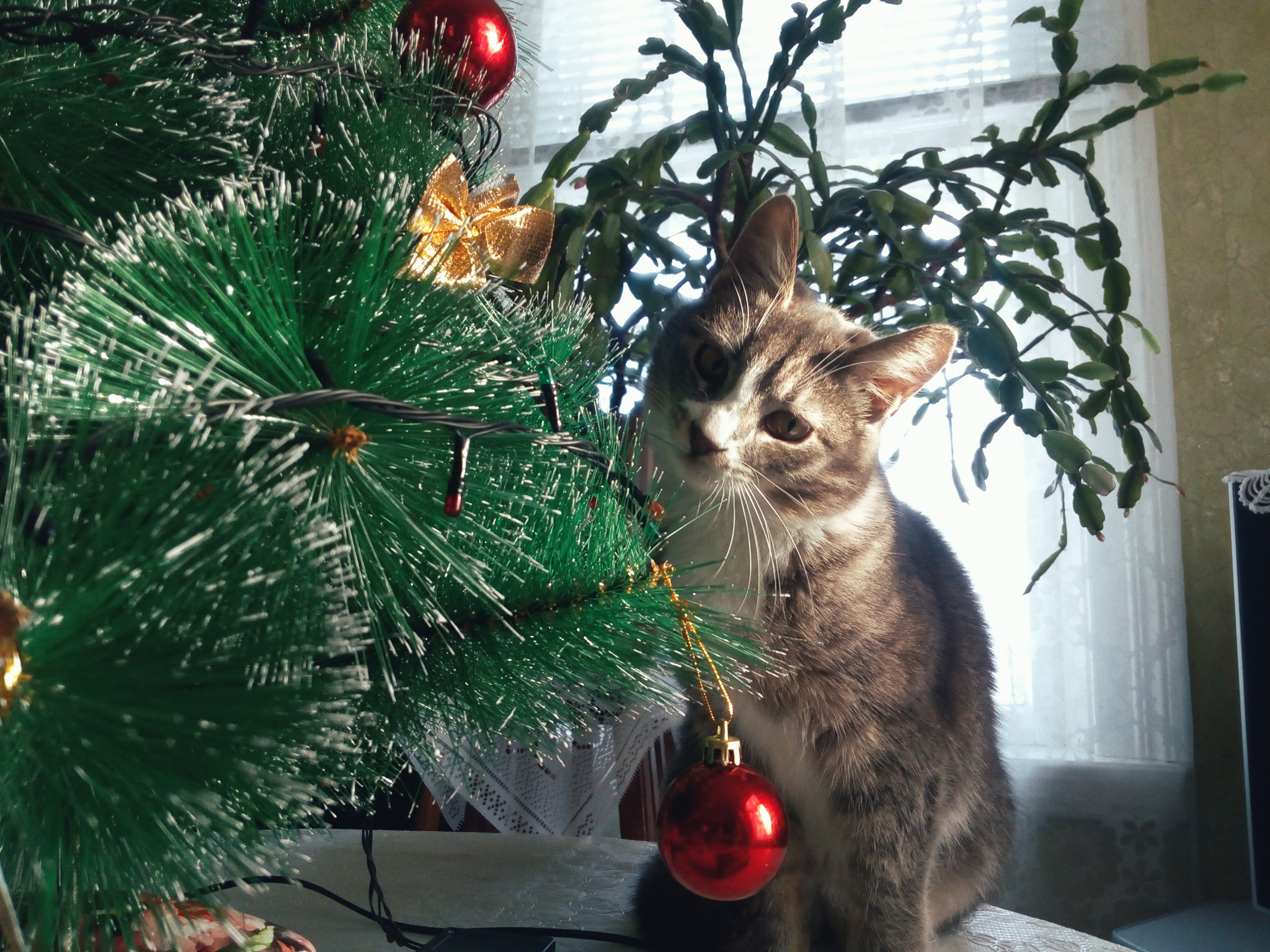 Lenovo P70-A sample photo. New year's miracle photography