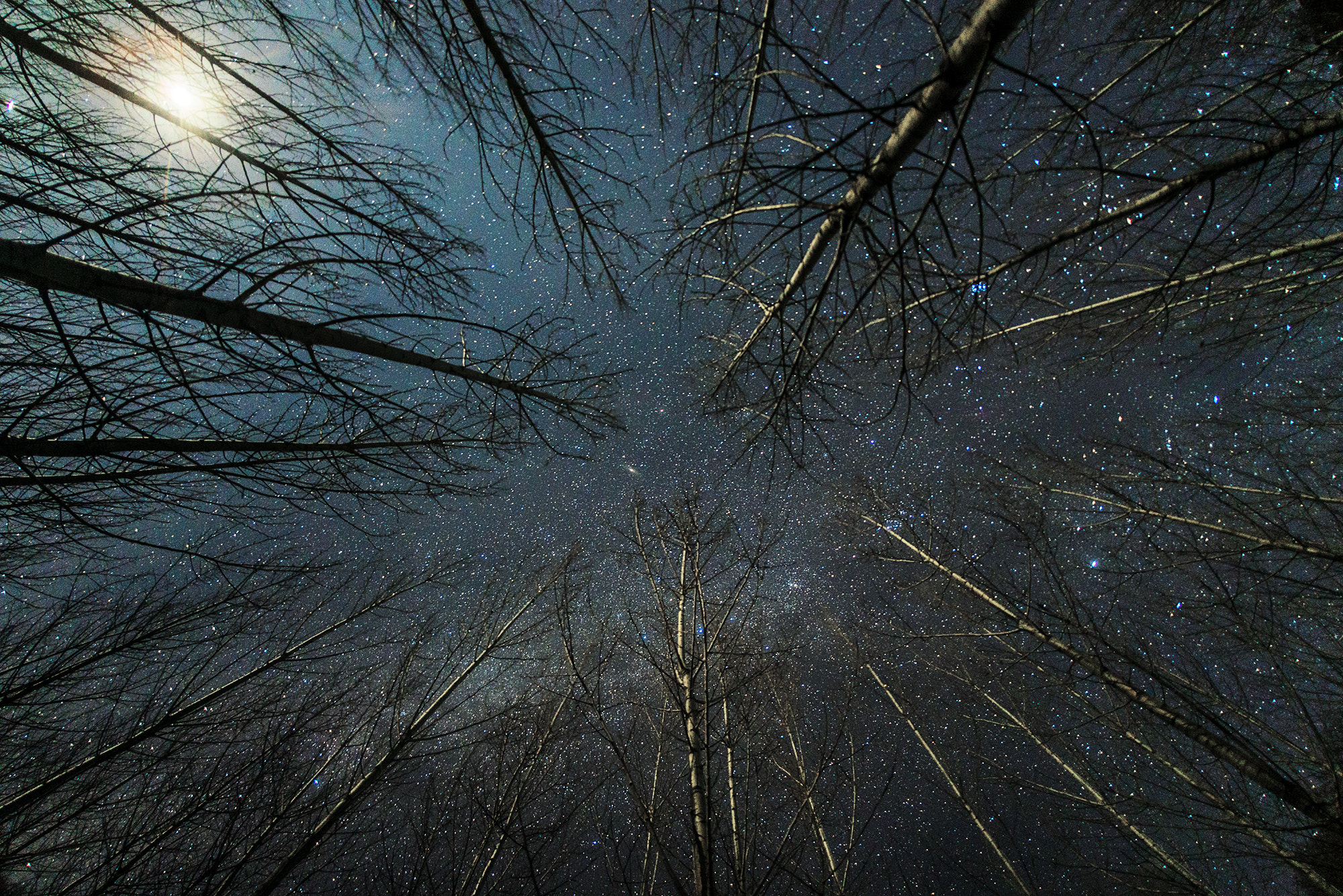 Nikon D610 + Sigma 15mm F2.8 EX DG Diagonal Fisheye sample photo. The dark forest photography