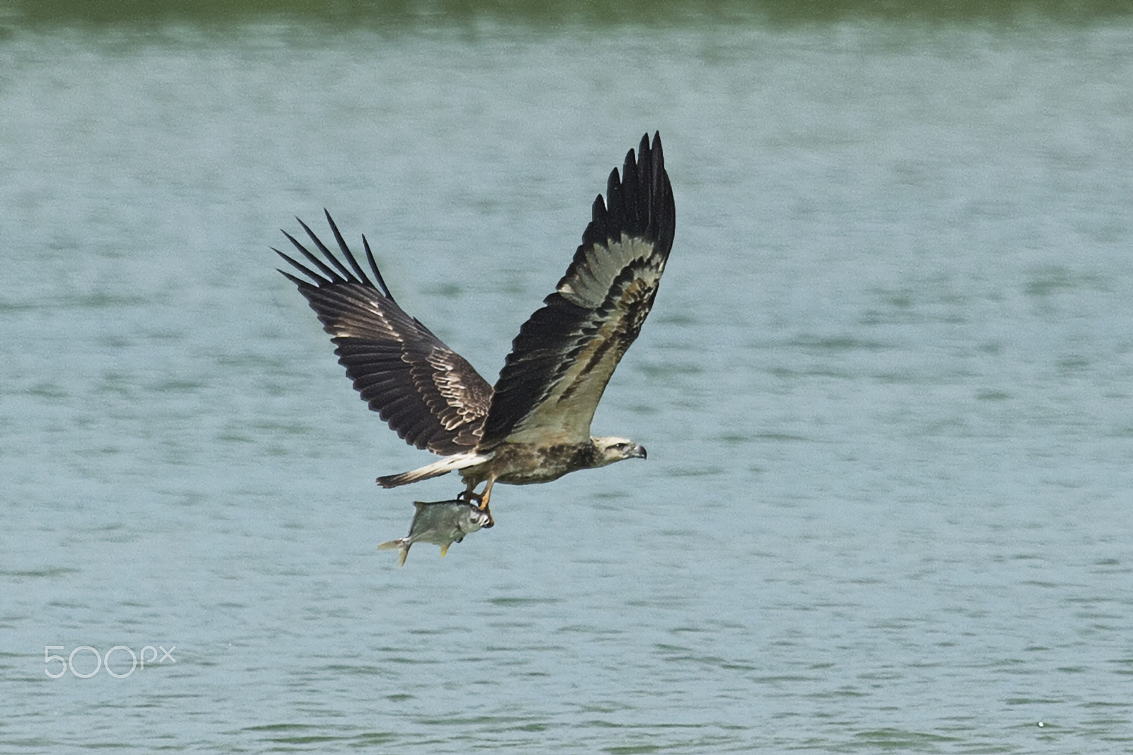 Nikon AF-S Nikkor 400mm F2.8G ED VR II sample photo. White bellied sea eagle photography
