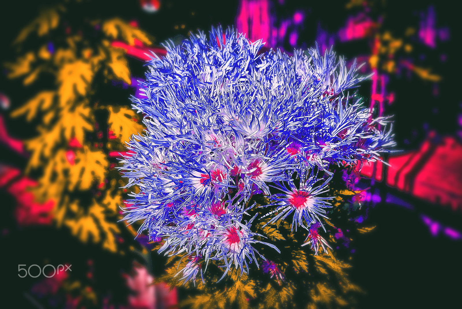 Nikon D200 sample photo. Chrysanthemum in japan, luck goods photography