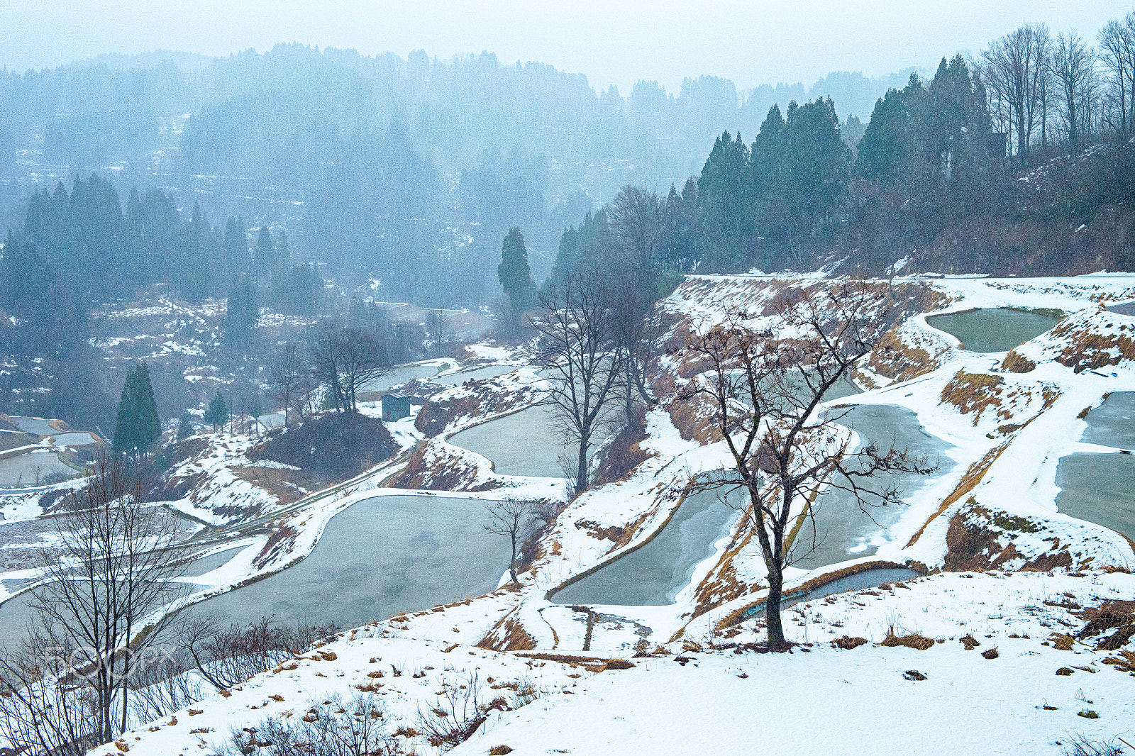 Canon EOS-1D X + ZEISS Makro-Planar T* 50mm F2 sample photo. Terraced rice fields photography