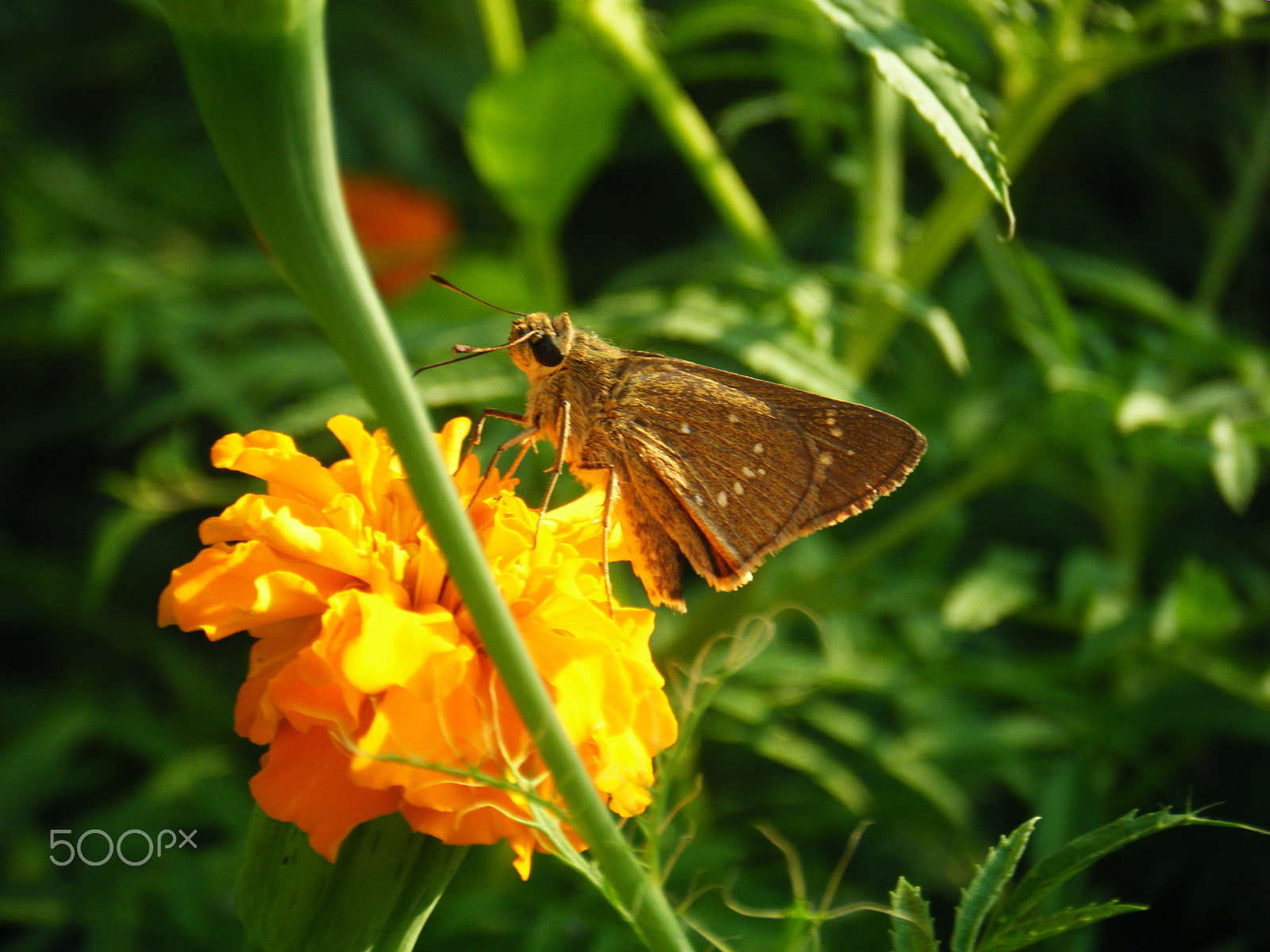 Fujifilm FinePix Z20fd sample photo. Butterfly photography