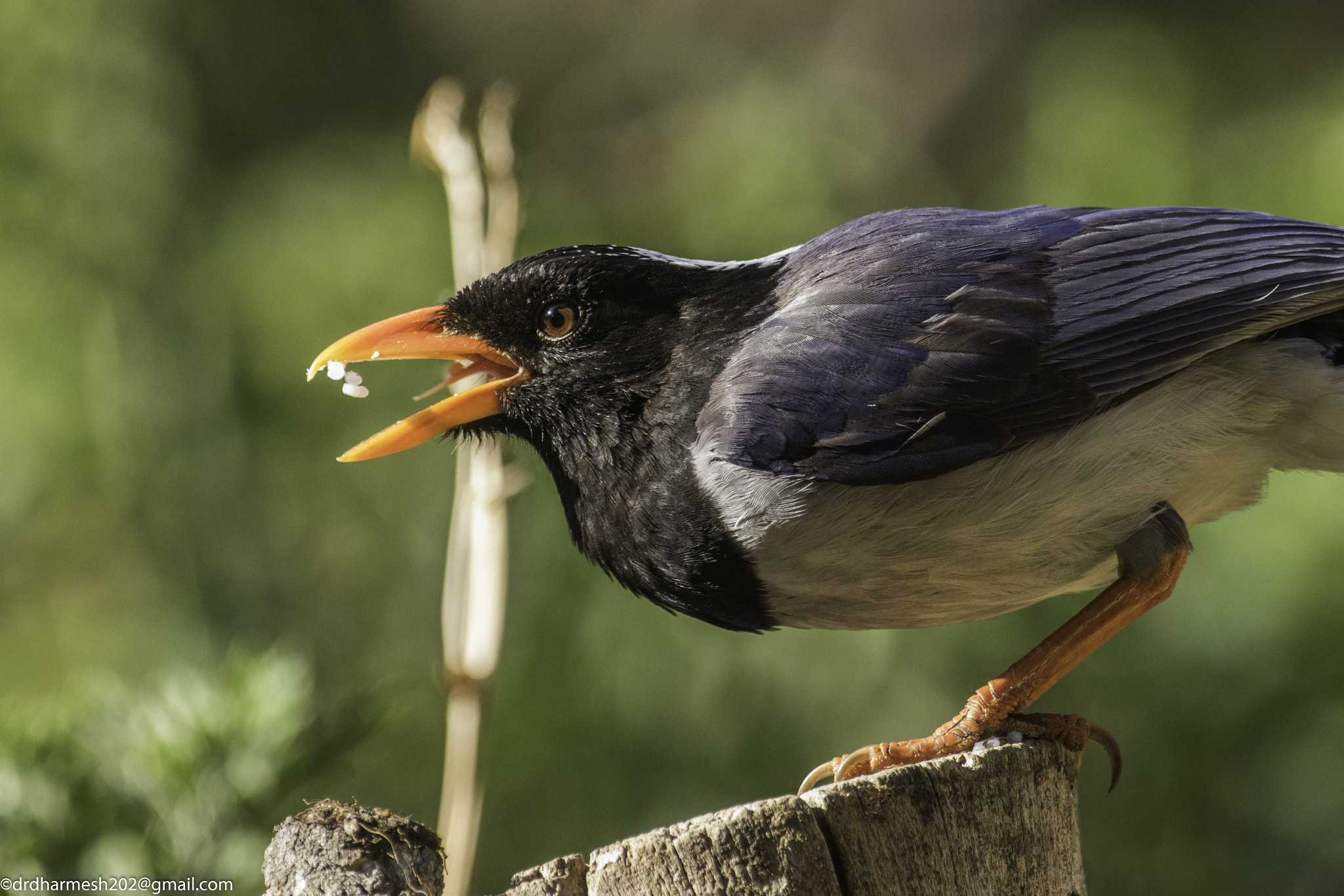 Canon EF 300mm F2.8L IS USM sample photo. Redbilled blue megpei photography