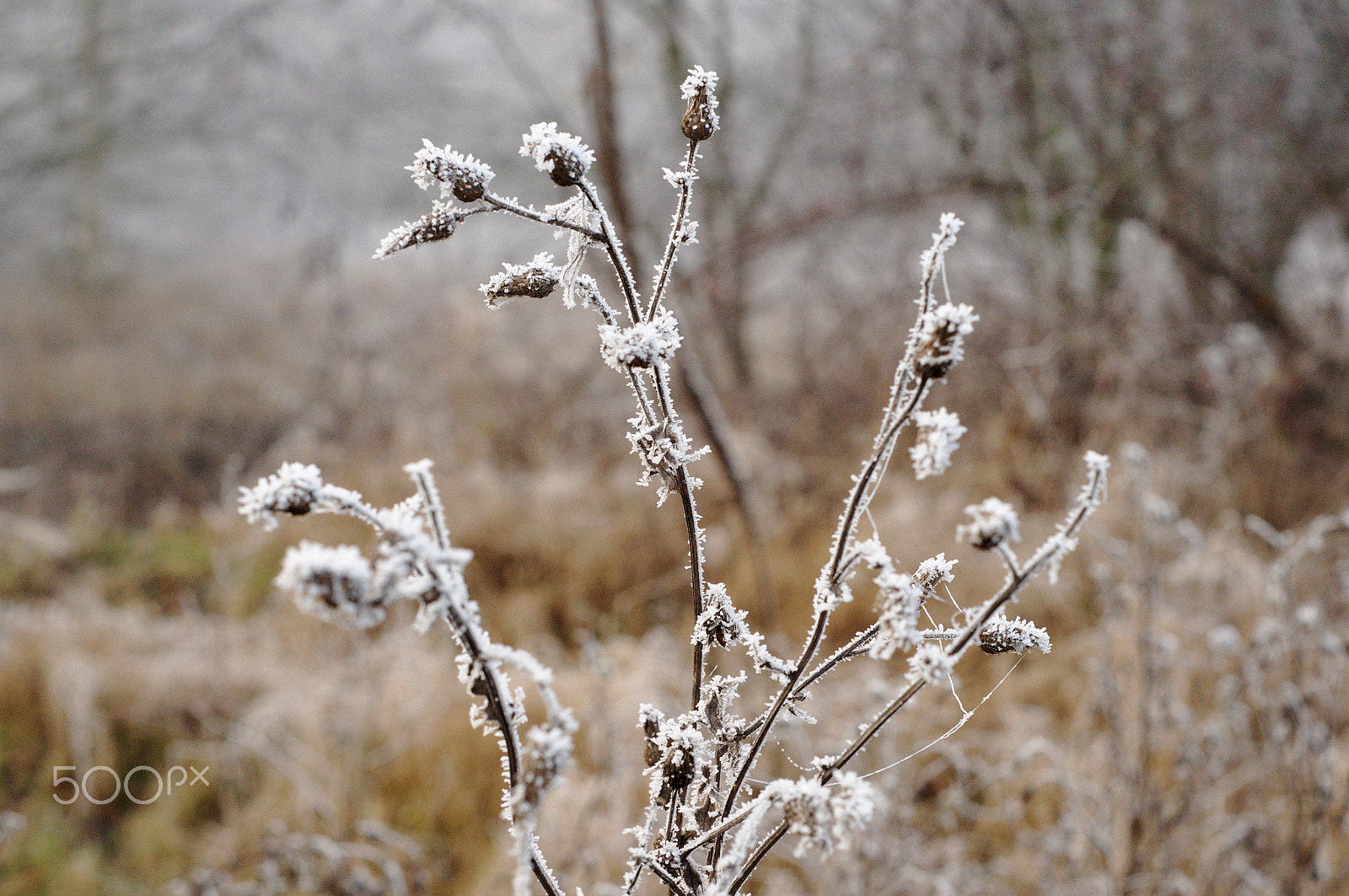 Nikon D300 + AF Nikkor 50mm f/1.8 sample photo. Frozen dew photography