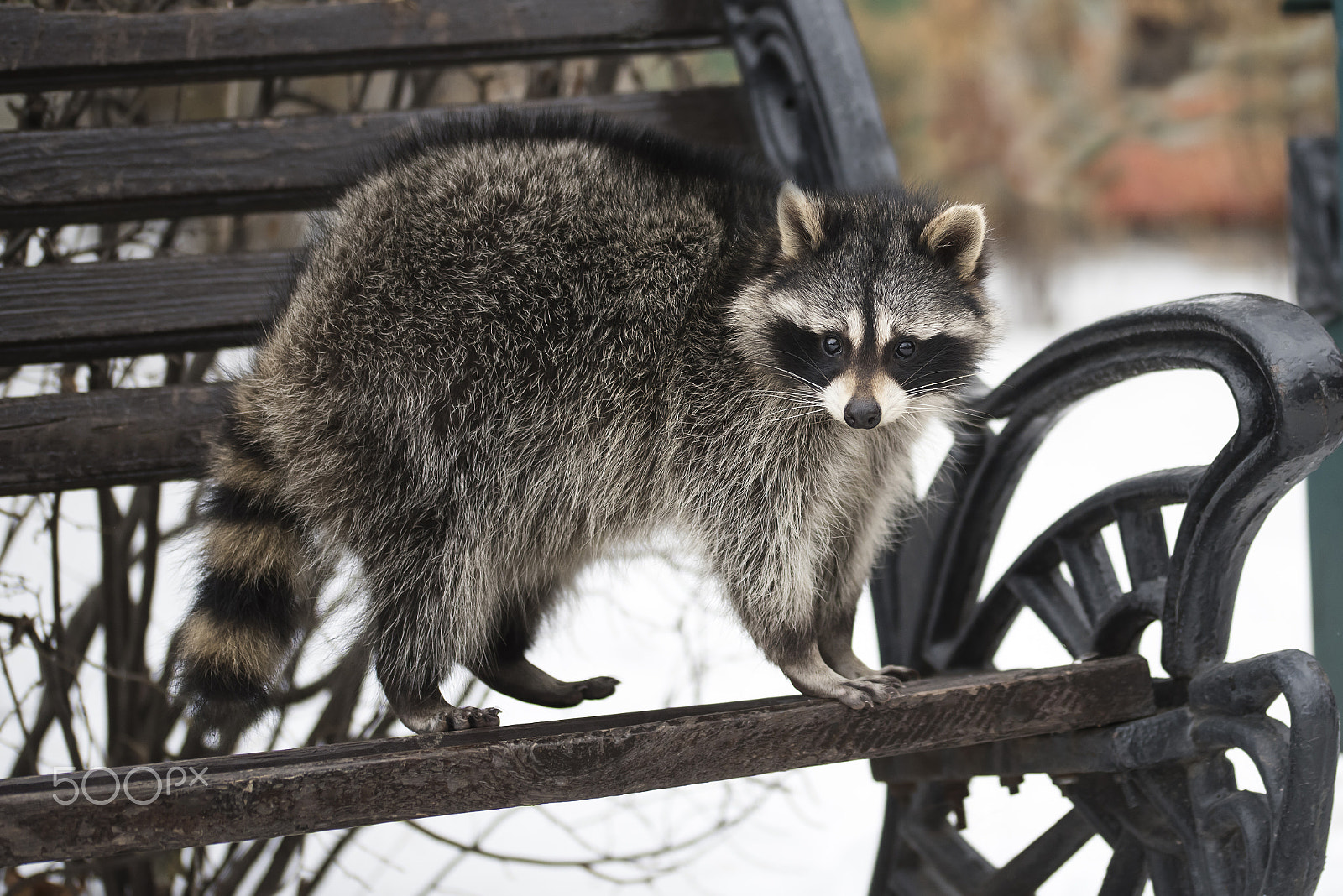 Sigma 105mm F2.8 EX DG OS HSM sample photo. The raccoon costs on a bench in the winter park photography