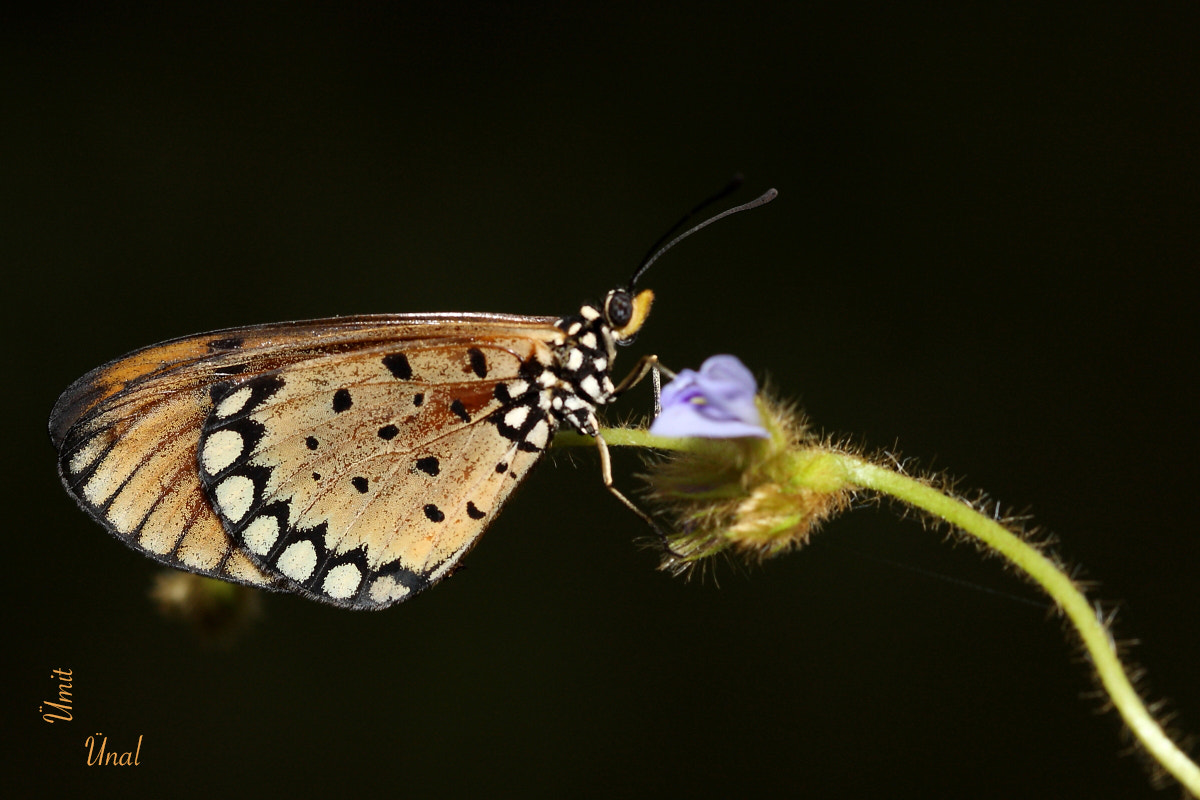 Canon EOS 40D + Canon EF 100mm F2.8 Macro USM sample photo. Tawny coster photography