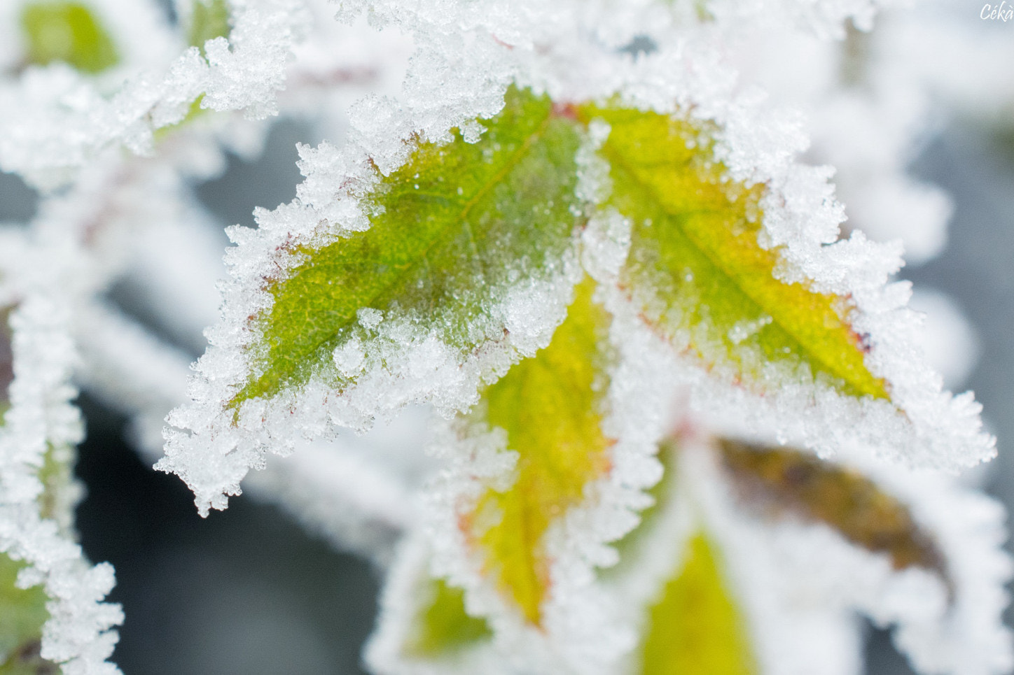 Nikon AF-S DX Micro Nikkor 40mm F2.8 sample photo. Hiver glacial photography
