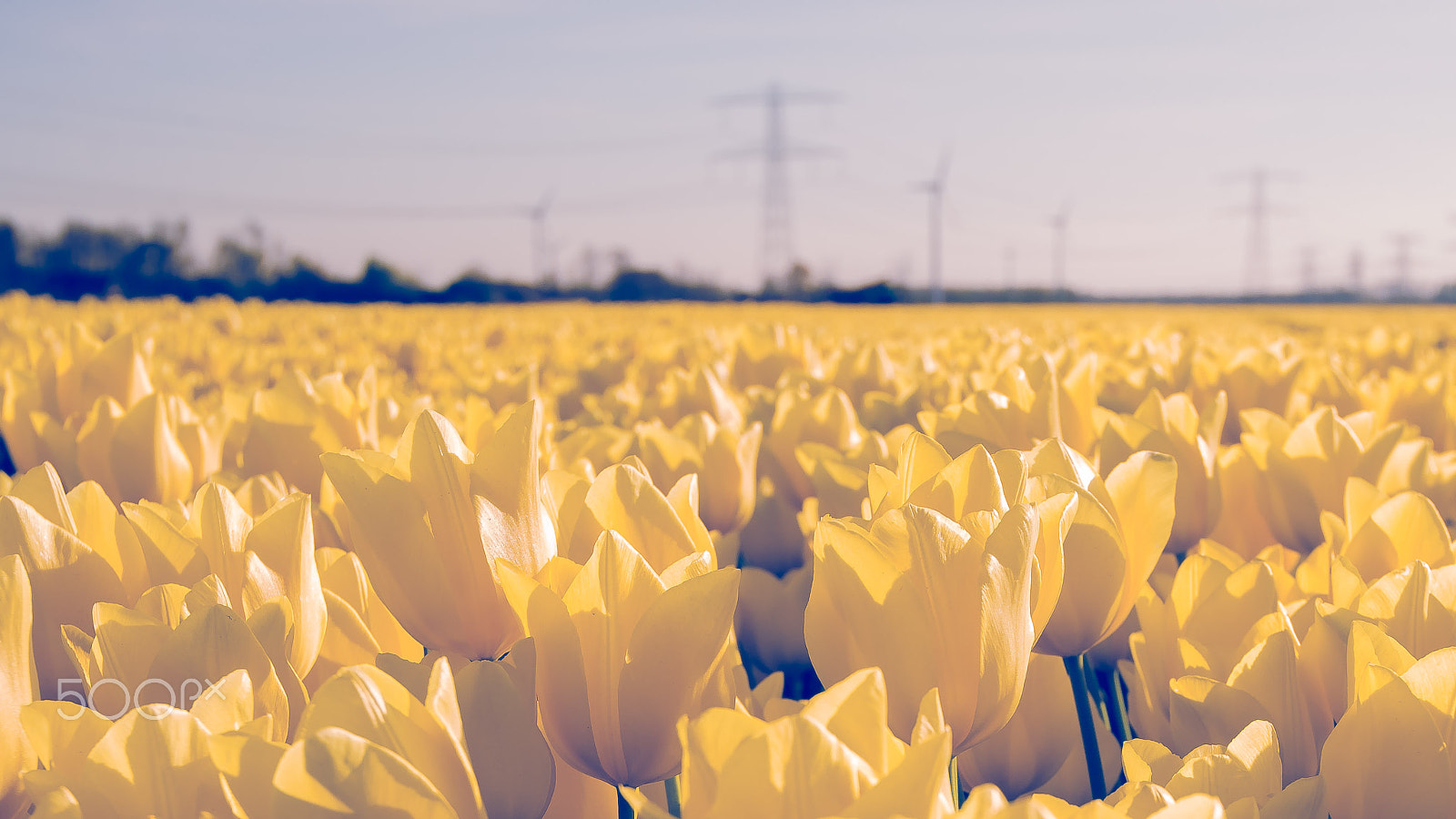 Sony Alpha DSLR-A900 + Sony Vario-Sonnar T* 16-35mm F2.8 ZA SSM sample photo. Tulips in spring sun. tulip in the field photography