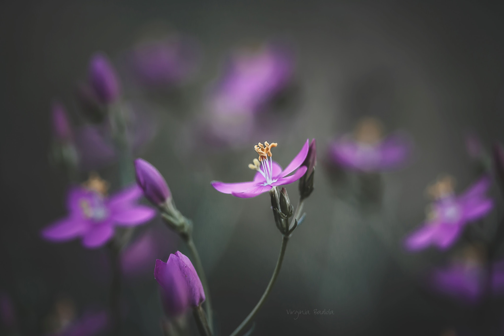 Canon EF-S 60mm F2.8 Macro USM sample photo. *** photography