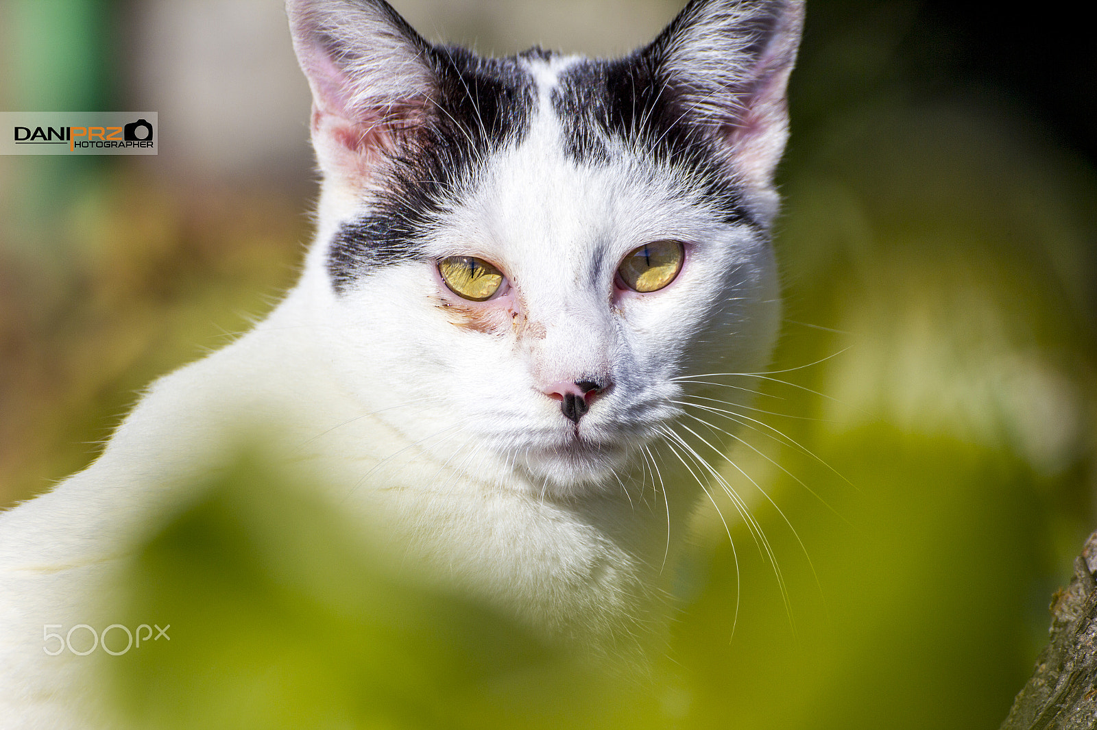 Canon EOS 60D sample photo. Gato photography