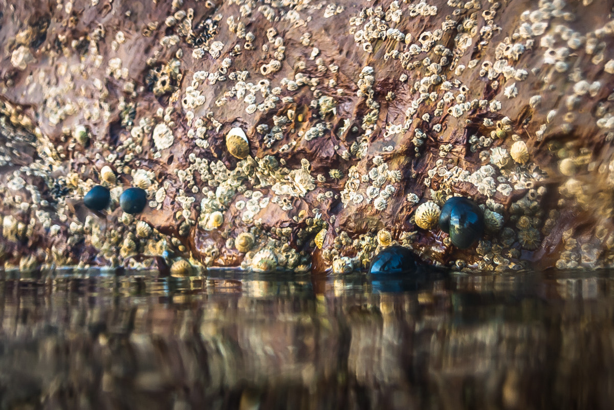 Pentax *ist DS sample photo. Sea creatures resting on rocks photography