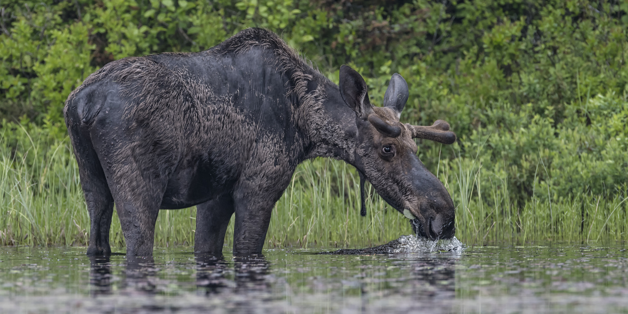 Nikon D500 + Nikon AF-S Nikkor 600mm F4G ED VR sample photo. Still feeding... photography