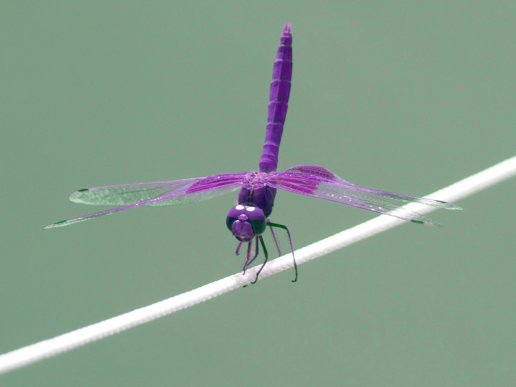 Panasonic Lumix G Vario 45-200mm F4-5.6 OIS sample photo. My world photography