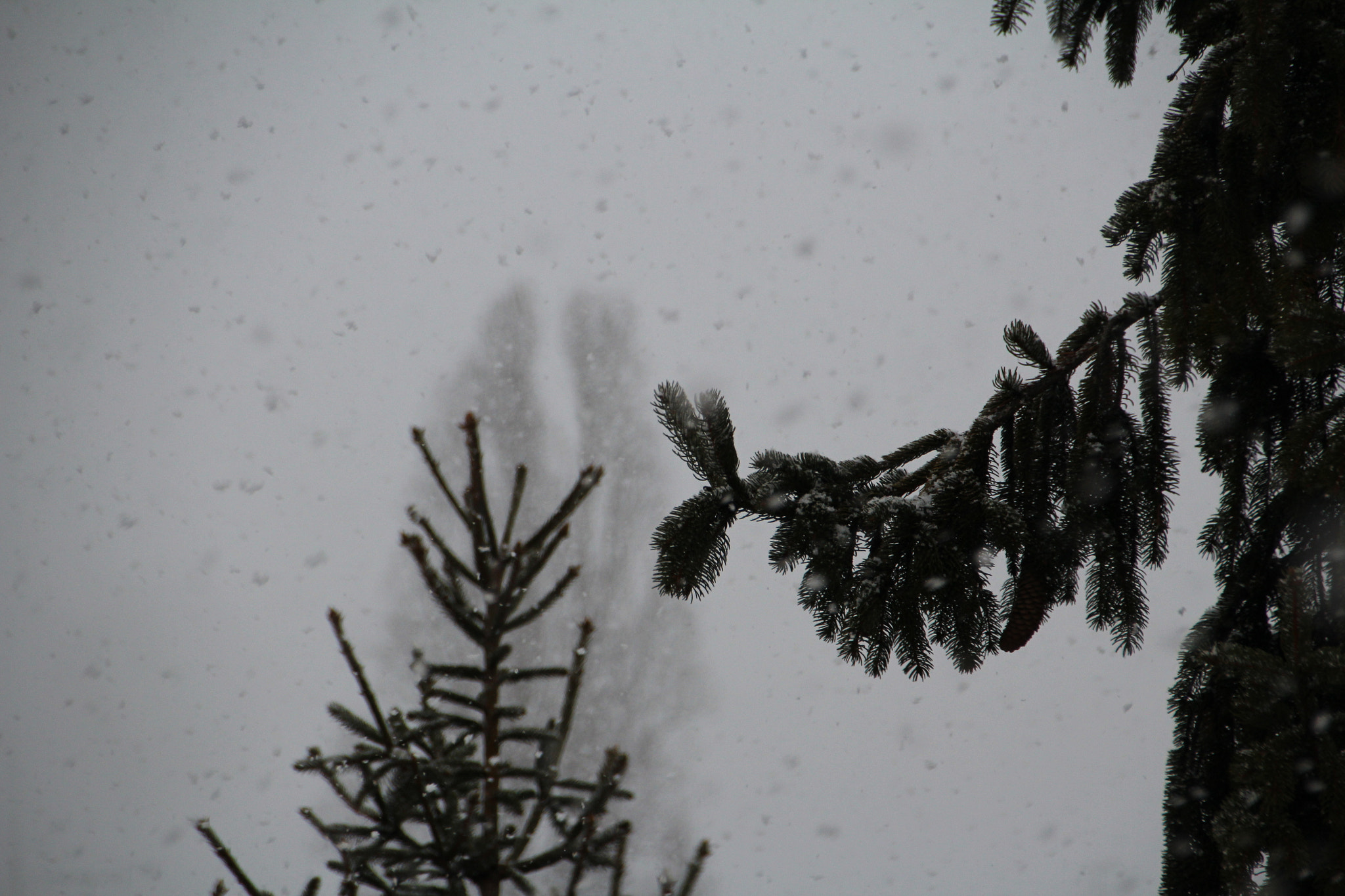 Sigma 18-250mm F3.5-6.3 DC OS HSM sample photo. Oh what joy !! photography