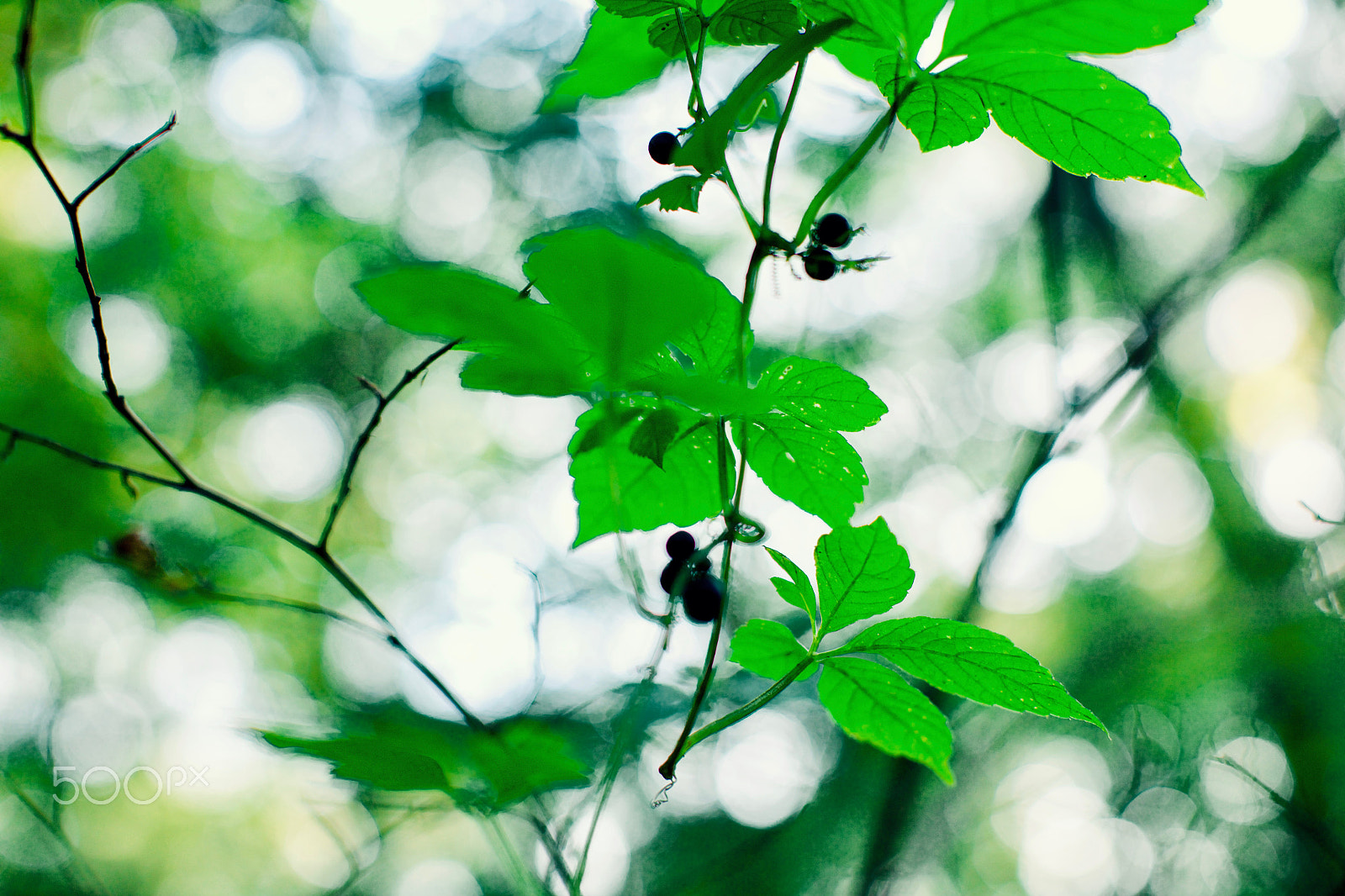 Canon EOS 5DS R + Canon EF 50mm F1.2L USM sample photo. 逆光 photography