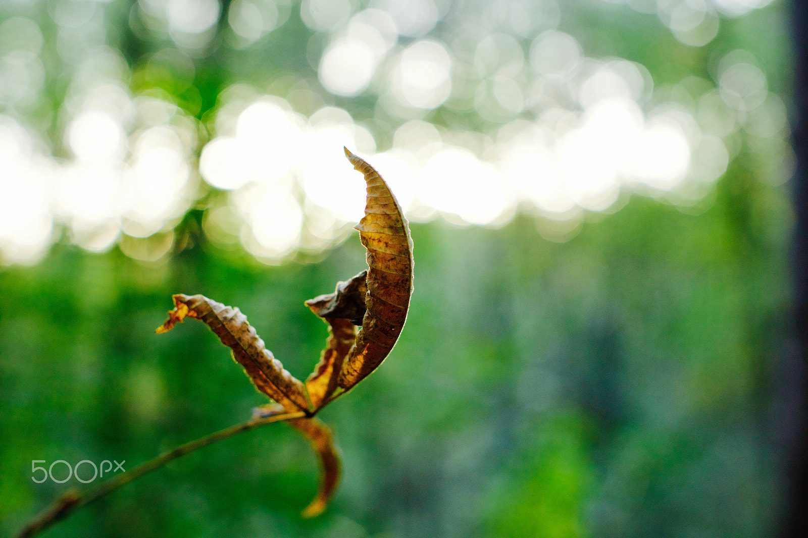 Canon EOS 5DS R + Canon EF 50mm F1.2L USM sample photo. 逆光 photography