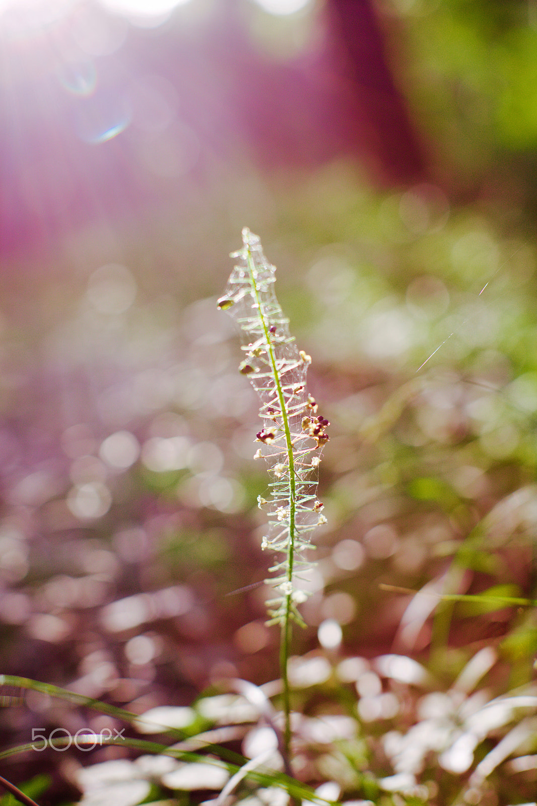 Canon EOS 5DS R + Canon EF 50mm F1.2L USM sample photo. 逆光 photography