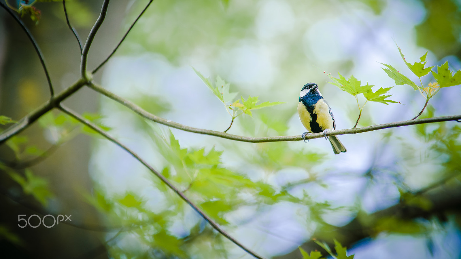 Minolta/Sony AF 70-200mm F2.8 G sample photo. Great tit ( parus major ) bird photography