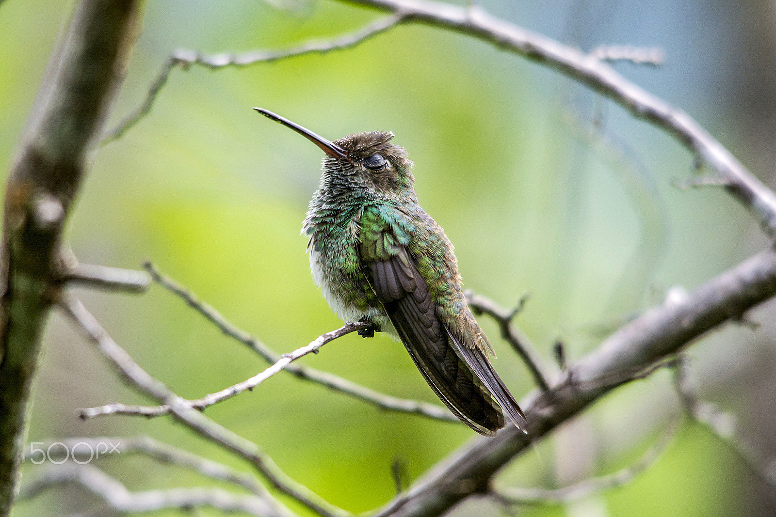 Sigma 150-500mm F5-6.3 DG OS HSM sample photo. Hummingbird - beija-flor photography