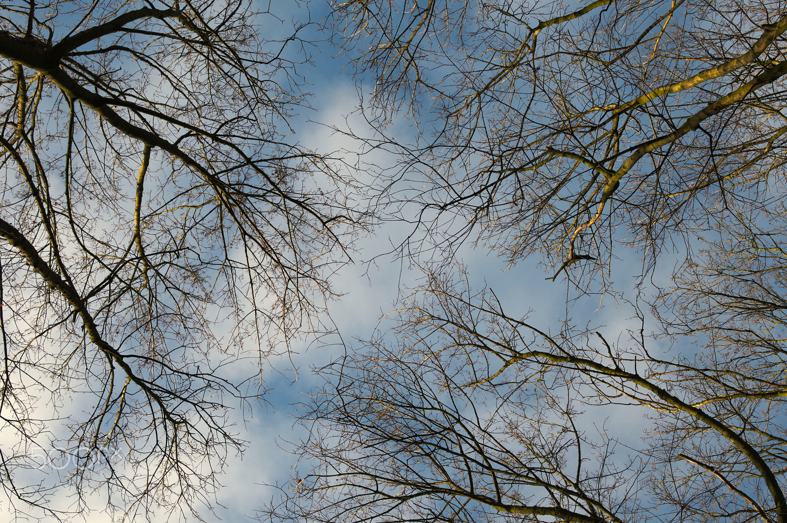 Nikon D500 + Nikon AF-S DX Nikkor 35mm F1.8G sample photo. Branches' cobweb photography
