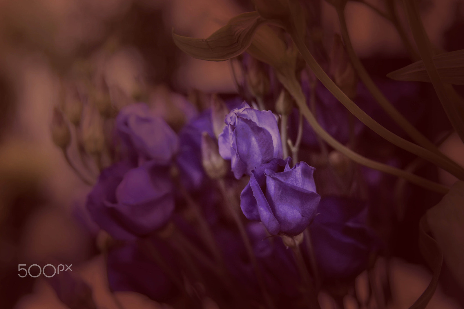 Sigma 24-70mm F2.8 EX DG HSM sample photo. Purple haze photography