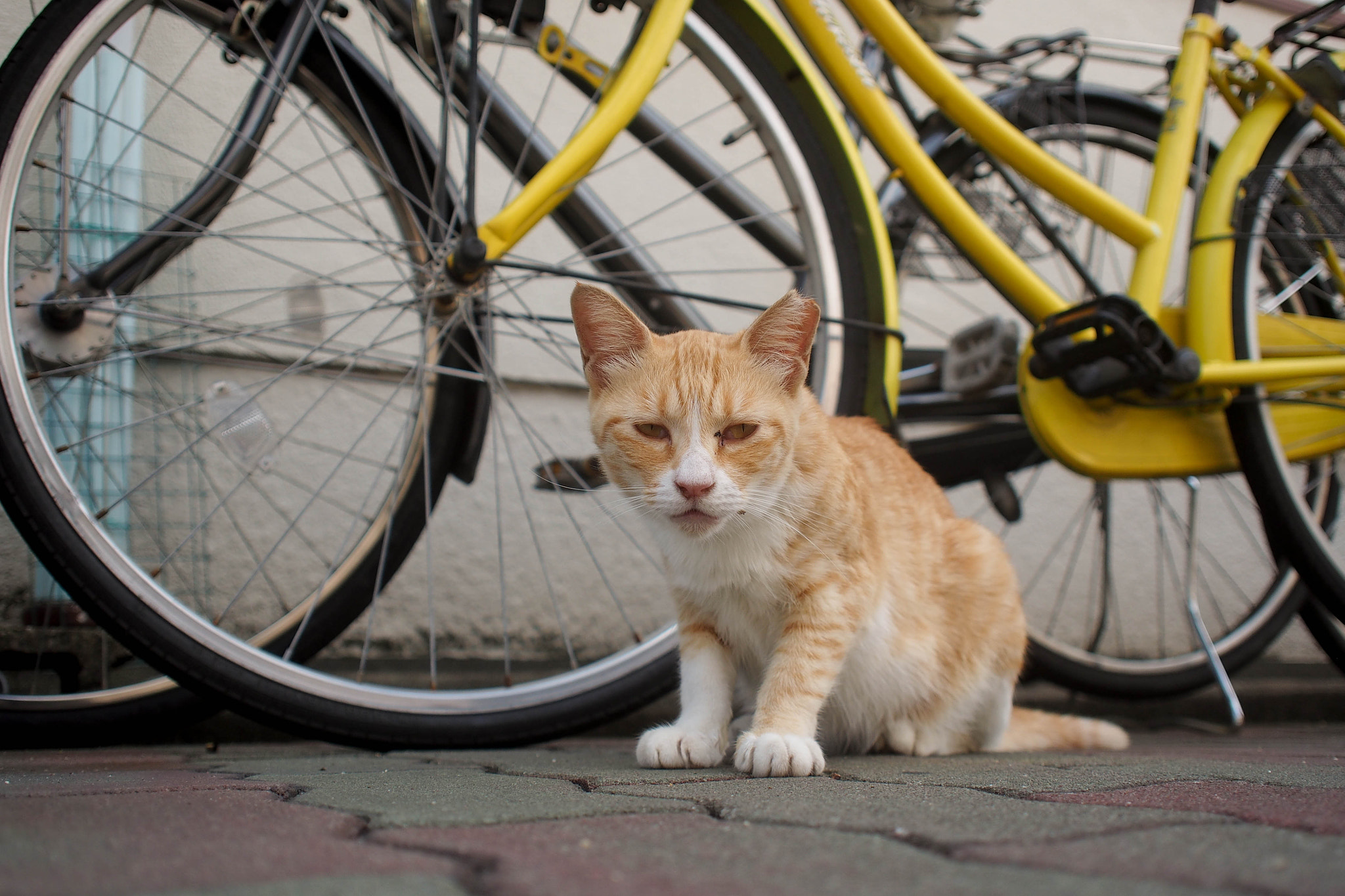 Olympus OM-D E-M5 + Olympus M.Zuiko Digital 17mm F2.8 Pancake sample photo. Stray cat. photography