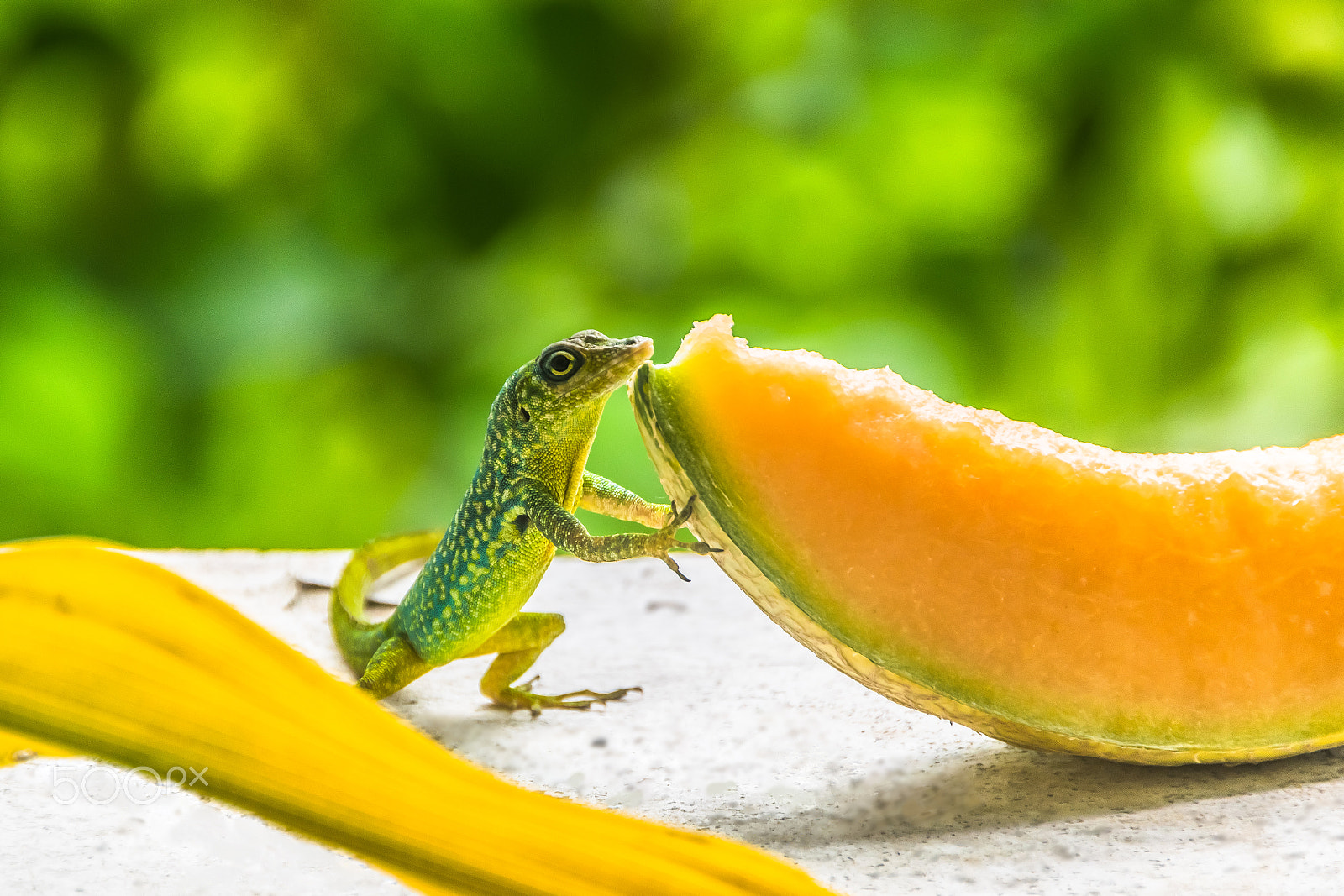 Nikon D5300 + Sigma 18-250mm F3.5-6.3 DC OS HSM sample photo. Hungry lizard photography