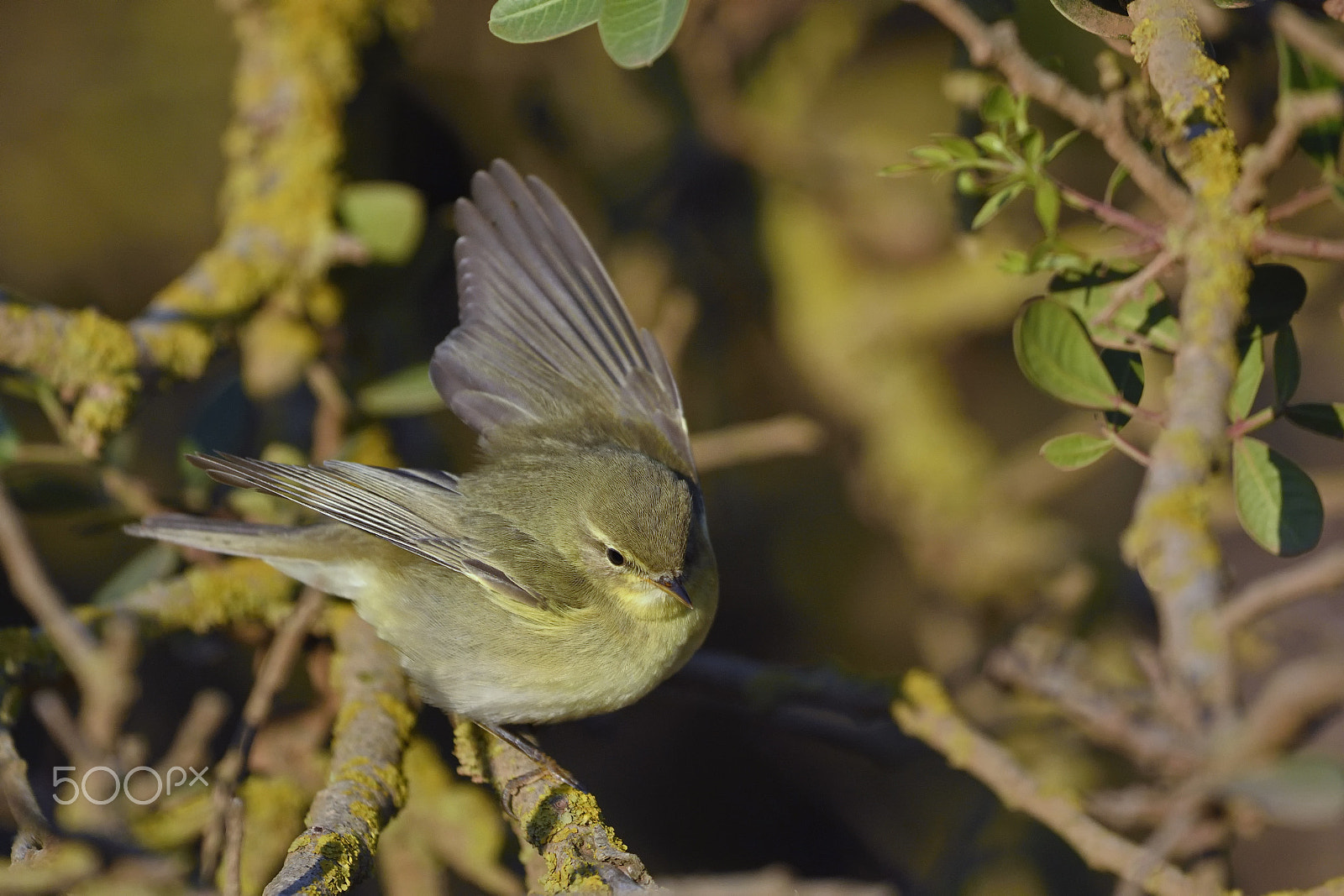 Nikon D7100 + Nikon AF-S Nikkor 500mm F4G ED VR sample photo. Willow warbler photography