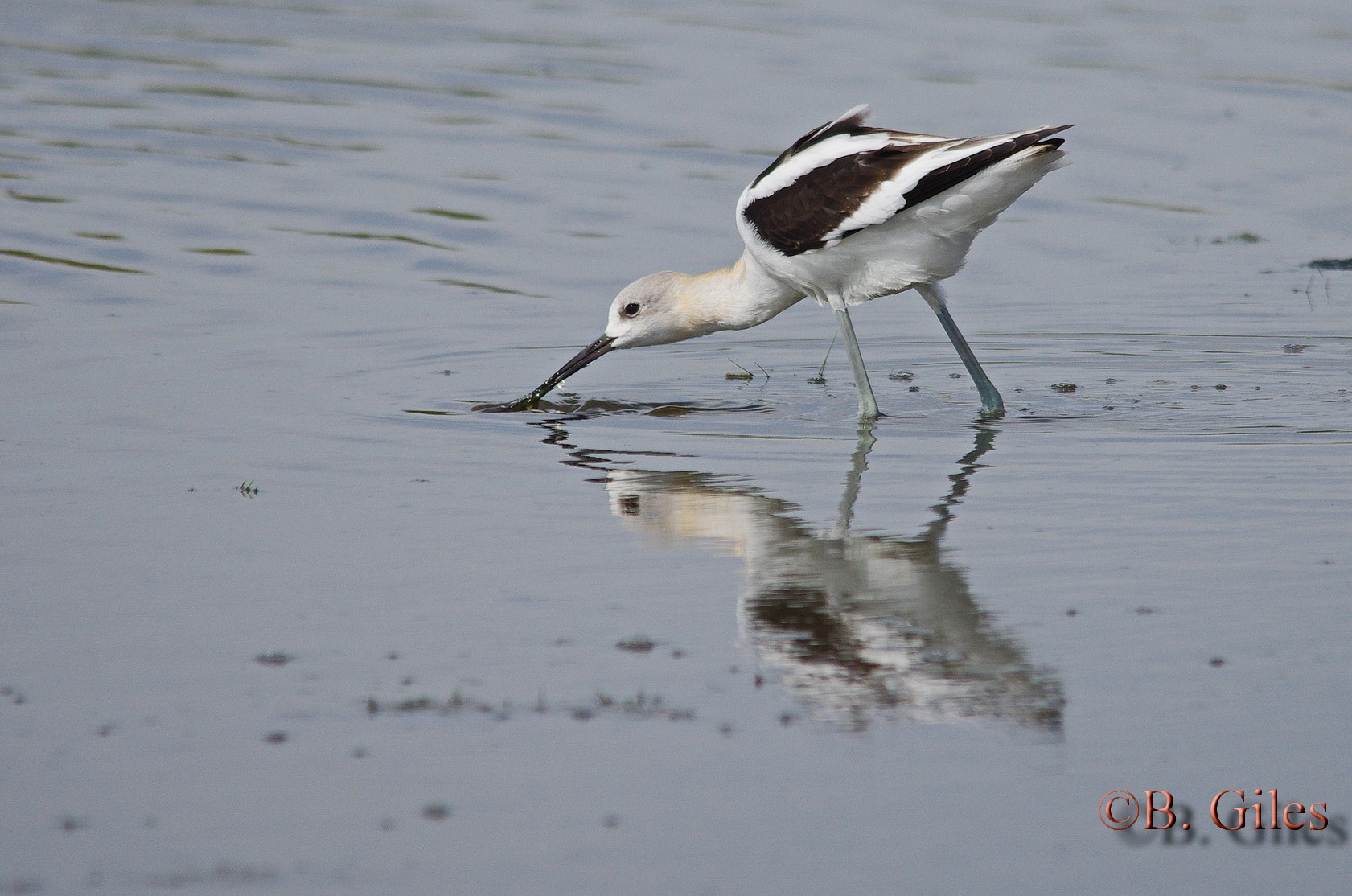 Sigma 150-500mm F5-6.3 DG OS HSM sample photo. Fall migration refuel photography