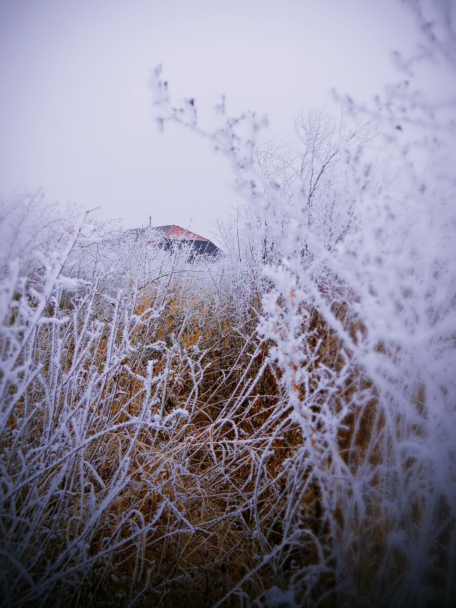 Olympus SP-620UZ sample photo. In frozen bushes photography