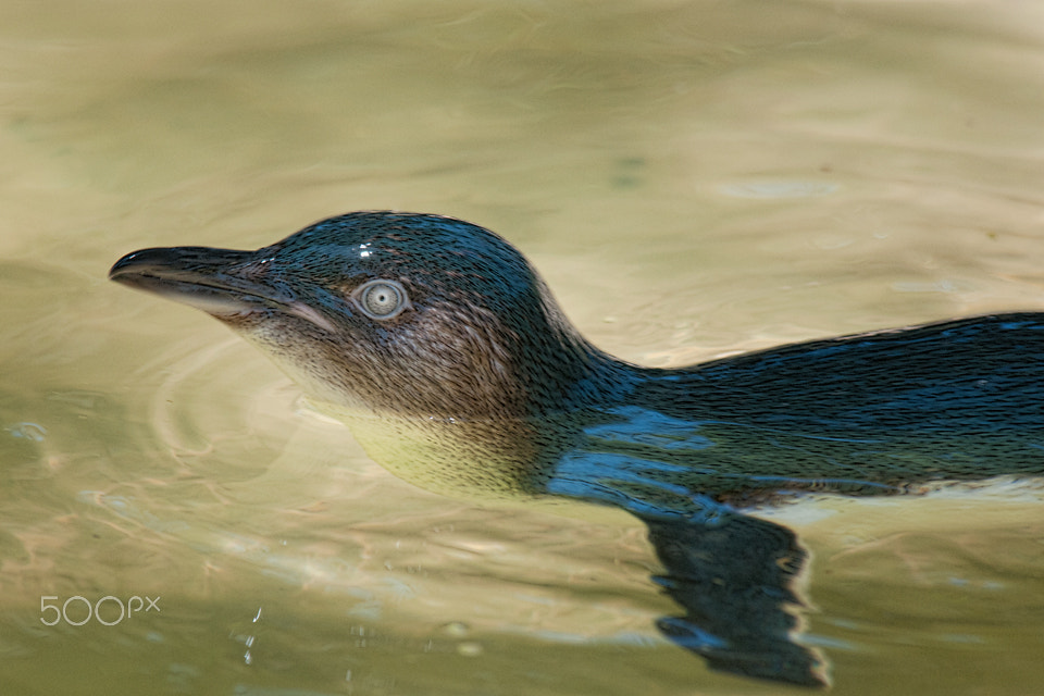 Sigma 150-500mm F5-6.3 DG OS HSM sample photo. Penguin photography