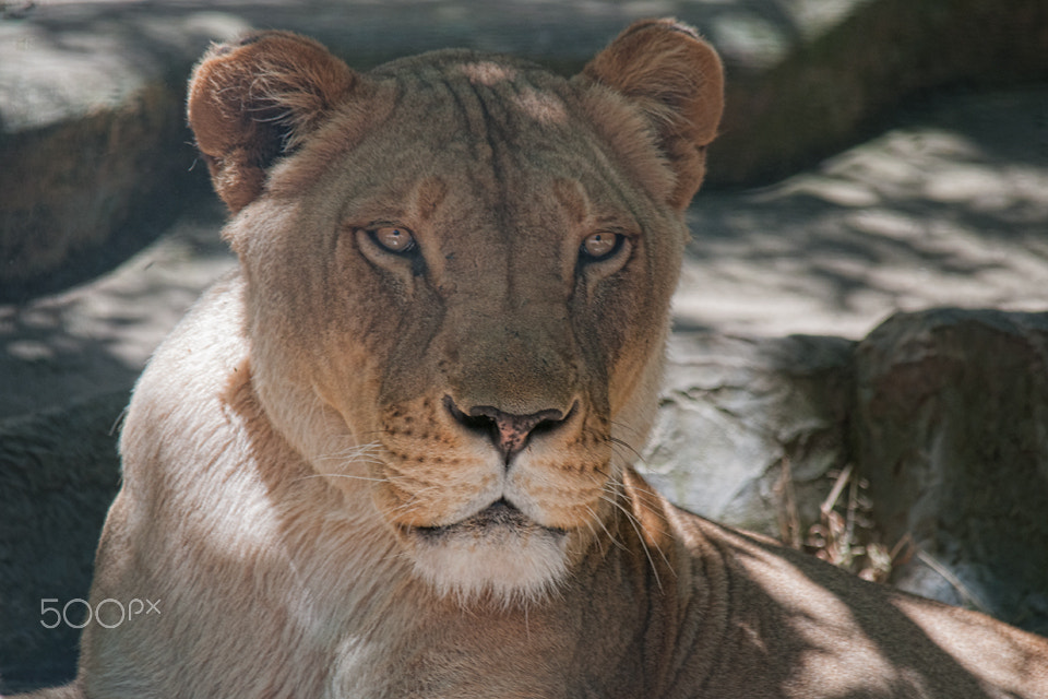 Sigma 150-500mm F5-6.3 DG OS HSM sample photo. Lioness photography