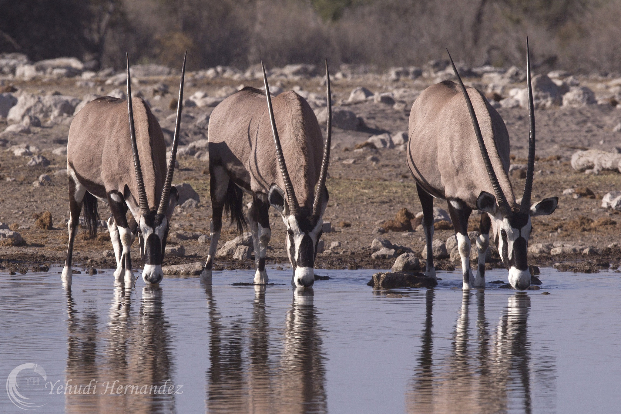 Canon EF 300mm F2.8L IS USM sample photo. Orix taking a drink in a water hole in etosha national park. photography